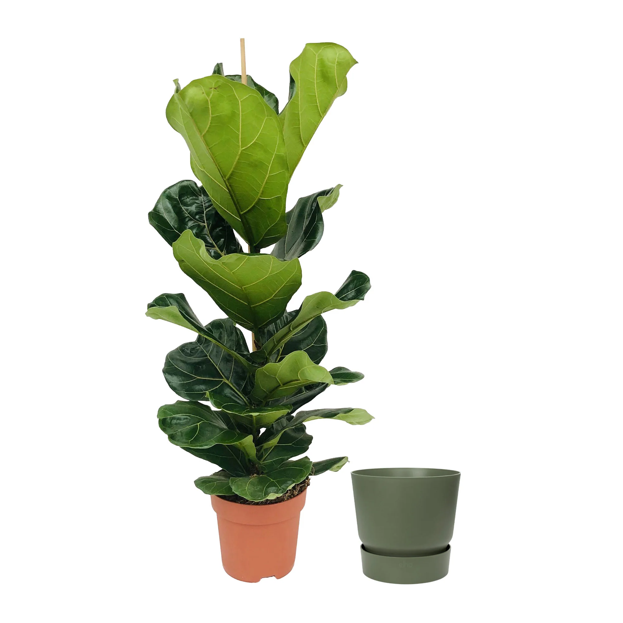 Plante à tabac Ficus lyrata avec cache-pot vert - Image 5