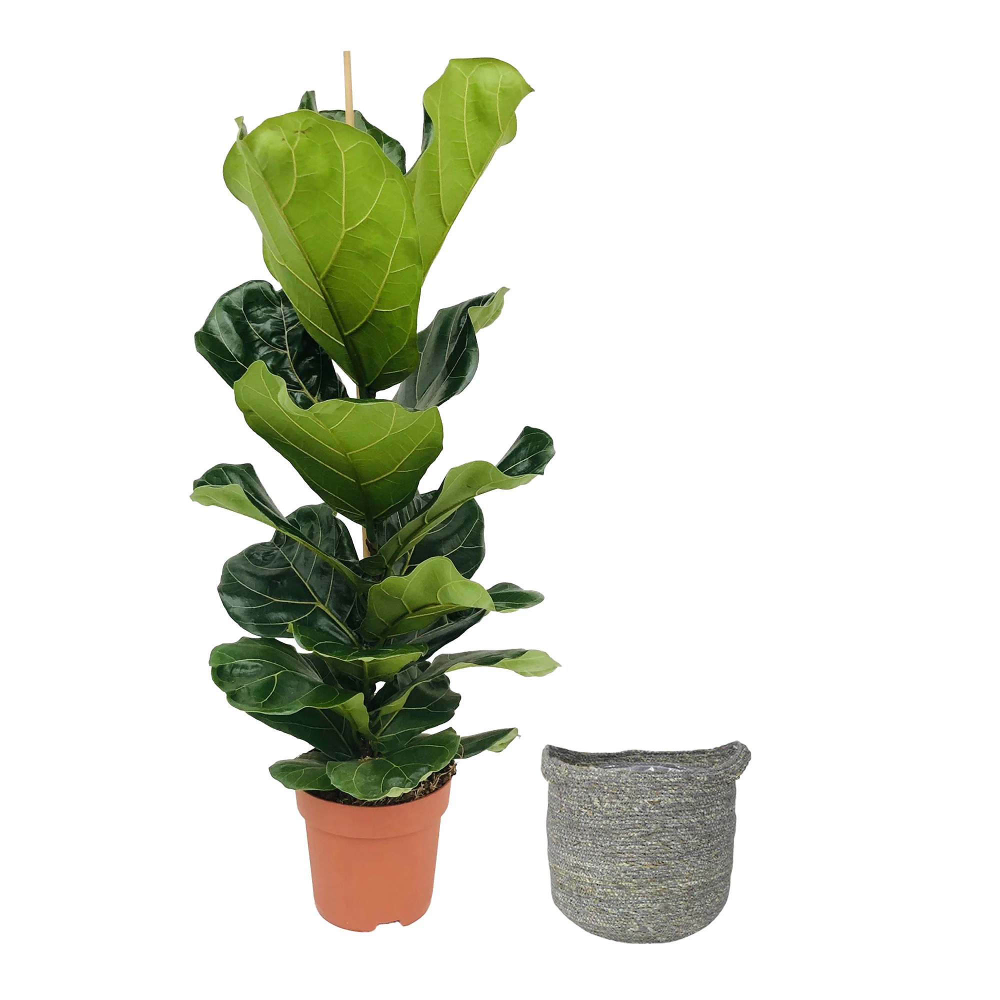 Plante à tabac Ficus lyrata avec panier en osier gris - Image 5