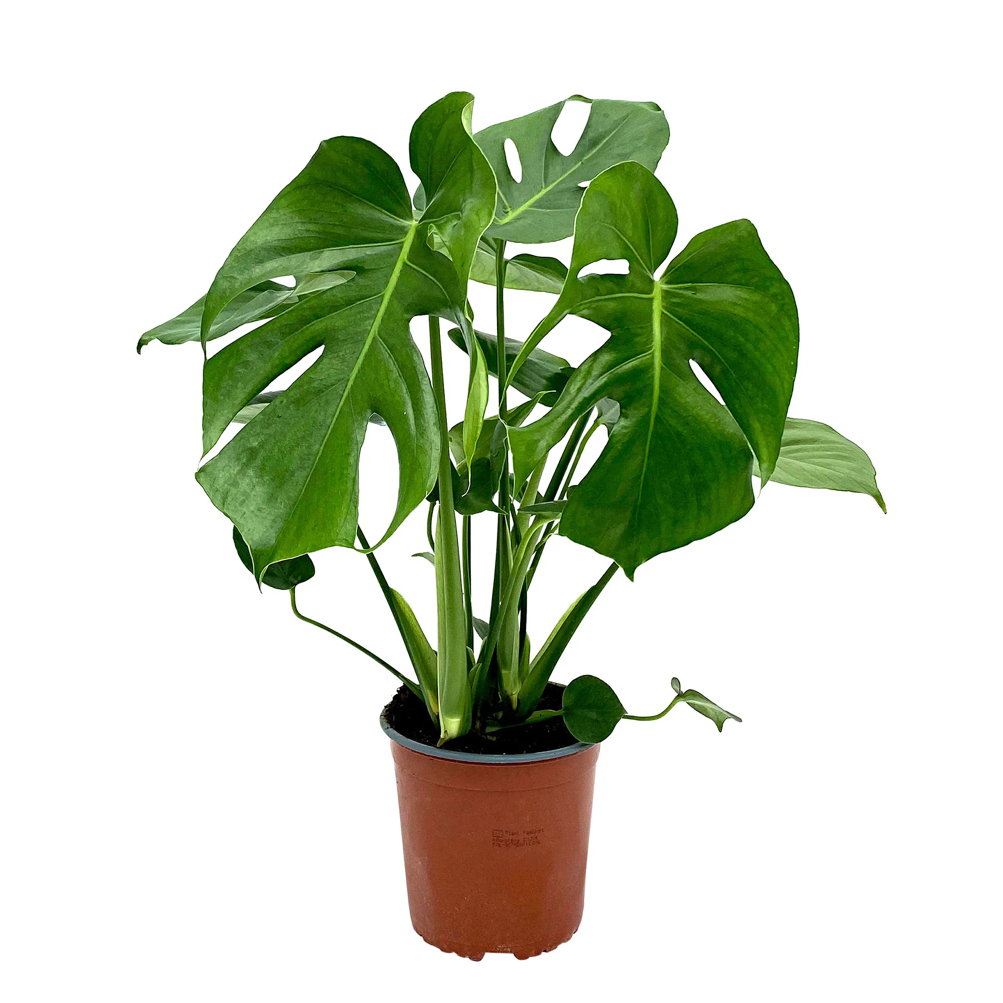 Plante à trous Monstera deliciosa - Image 4