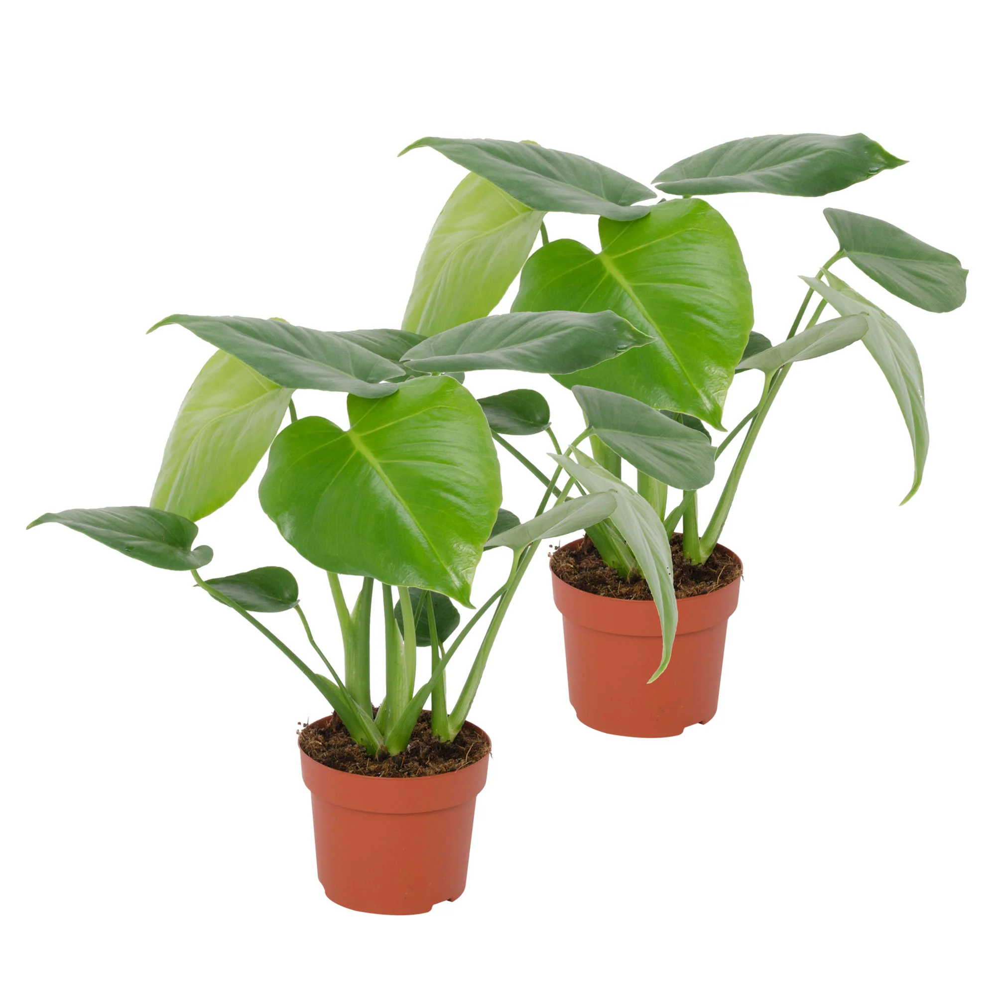 Plante à trous Monstera deliciosa - Image 7
