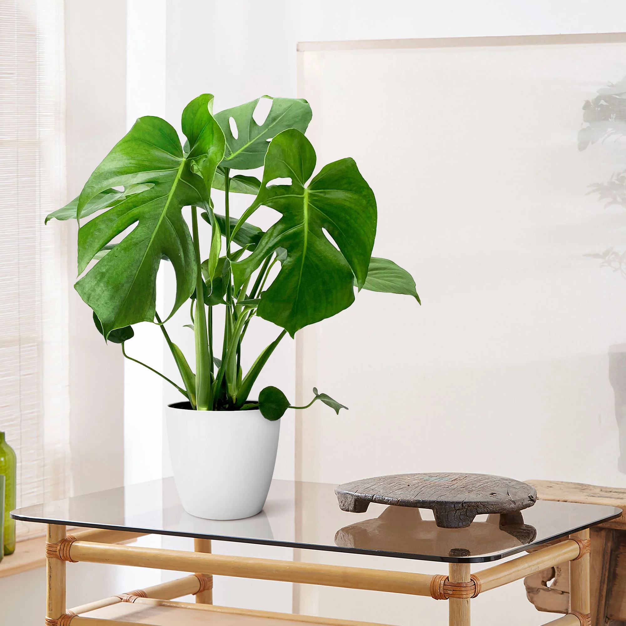 Plante à trous Monstera deliciosa avec cache-pot blanc