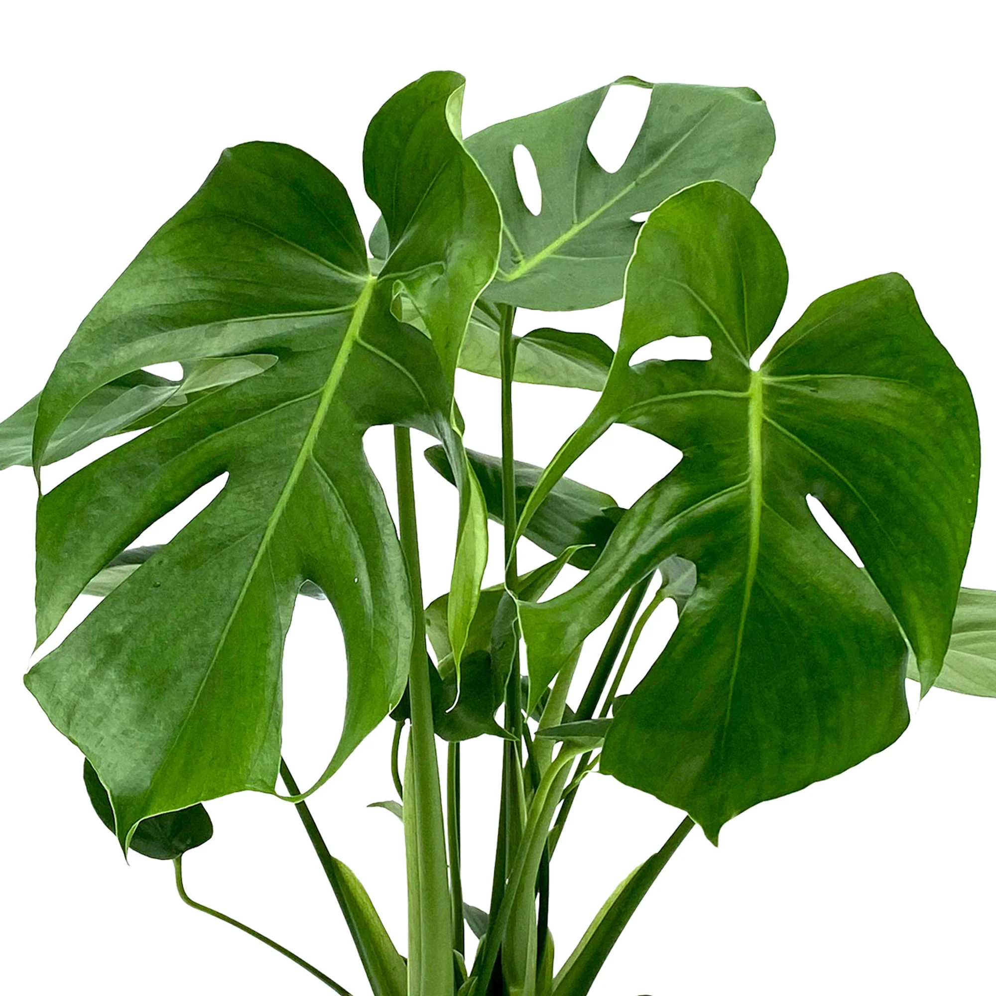 Plante à trous Monstera deliciosa avec cache-pot blanc - Image 3