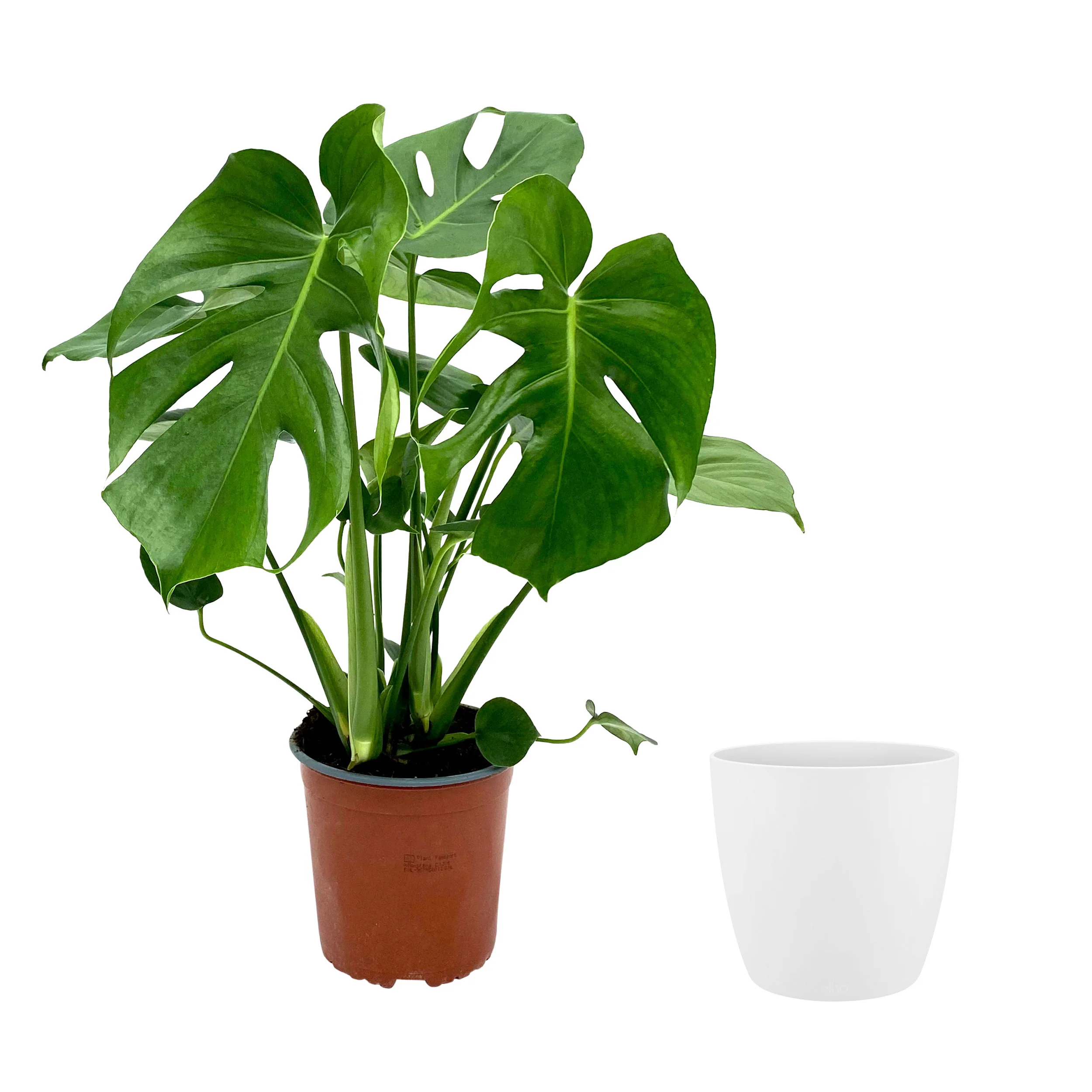 Plante à trous Monstera deliciosa avec cache-pot blanc - Image 4