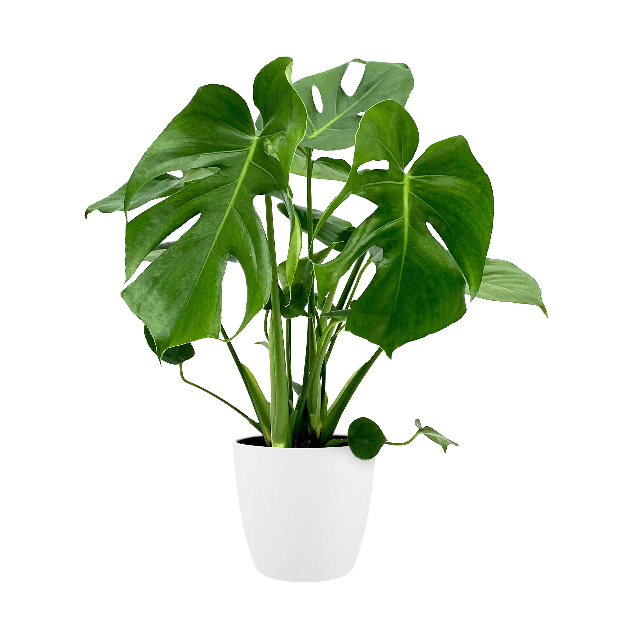 Plante à trous Monstera deliciosa avec cache-pot blanc - Image 5