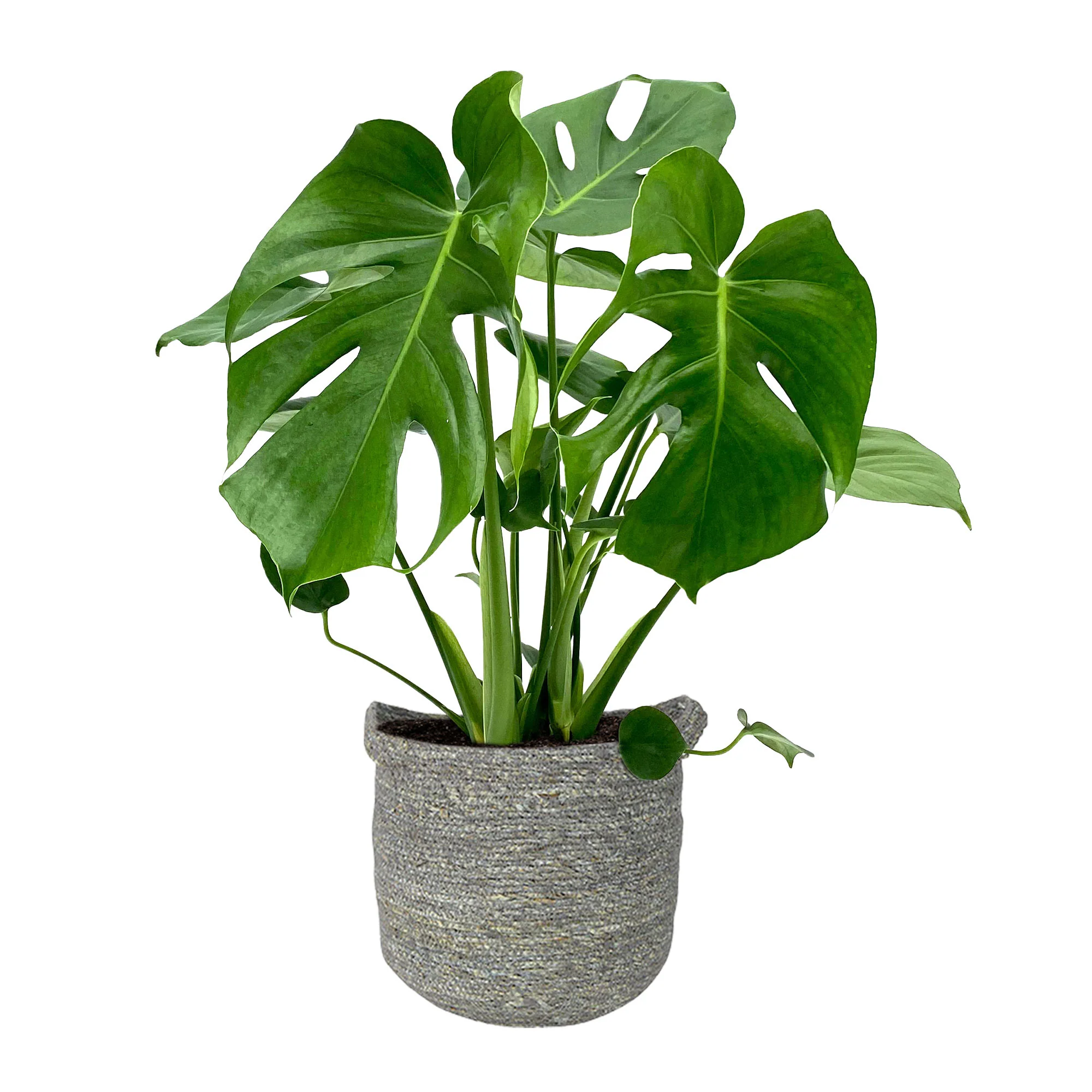 Plante à trous Monstera deliciosa avec panier en osier gris - Image 6
