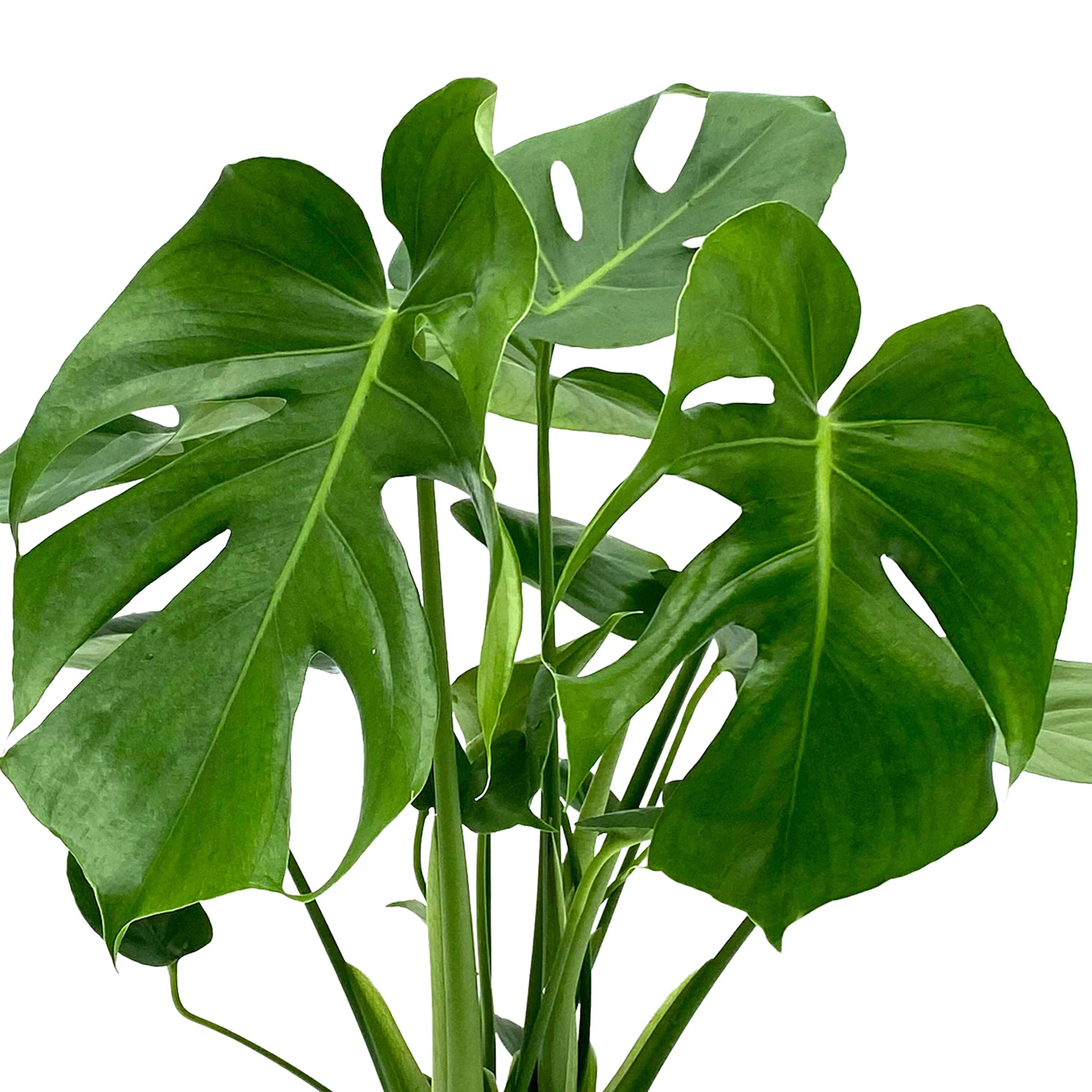 Plante à trous Monstera deliciosa avec panier en osier naturel - Image 3