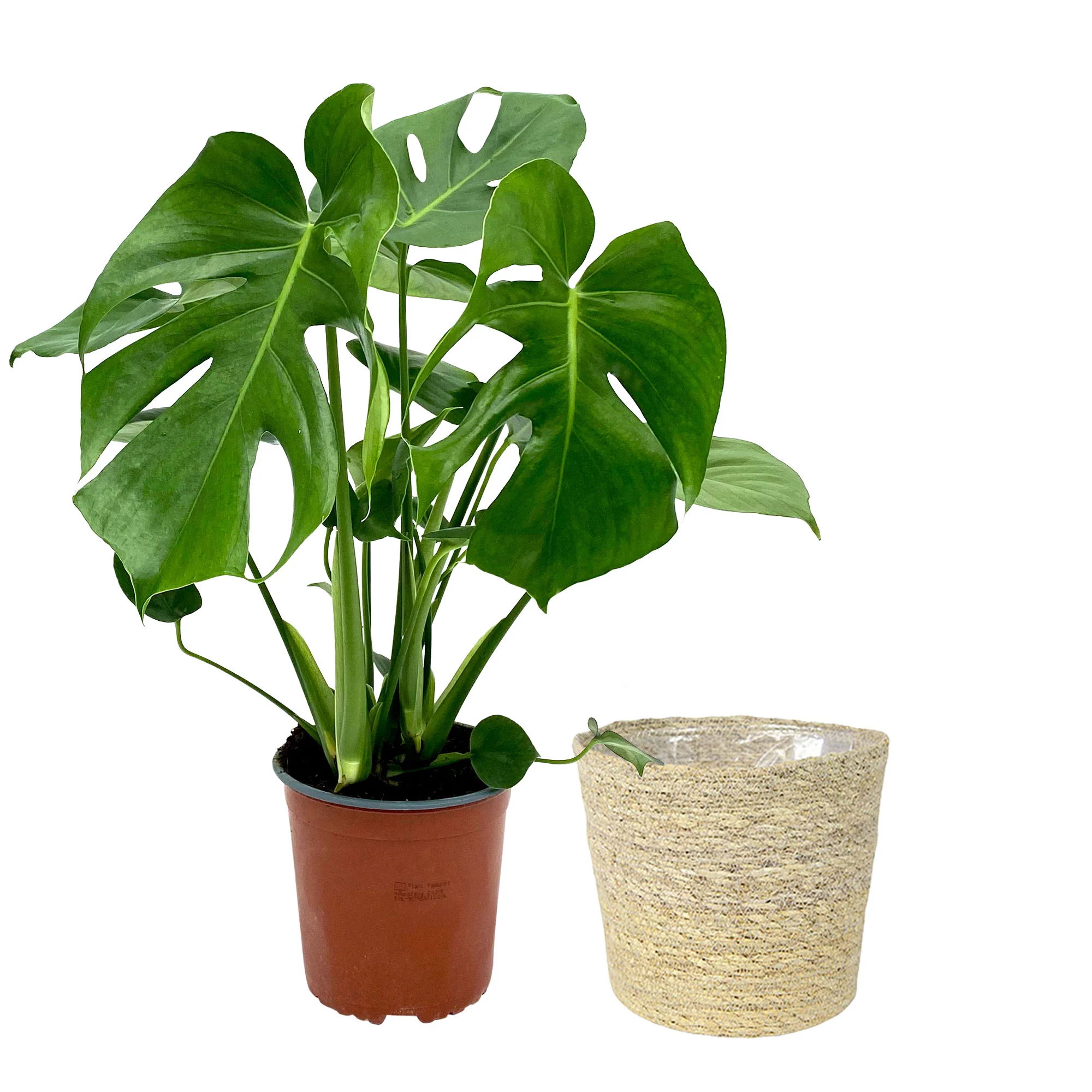Plante à trous Monstera deliciosa avec panier en osier naturel - Image 5
