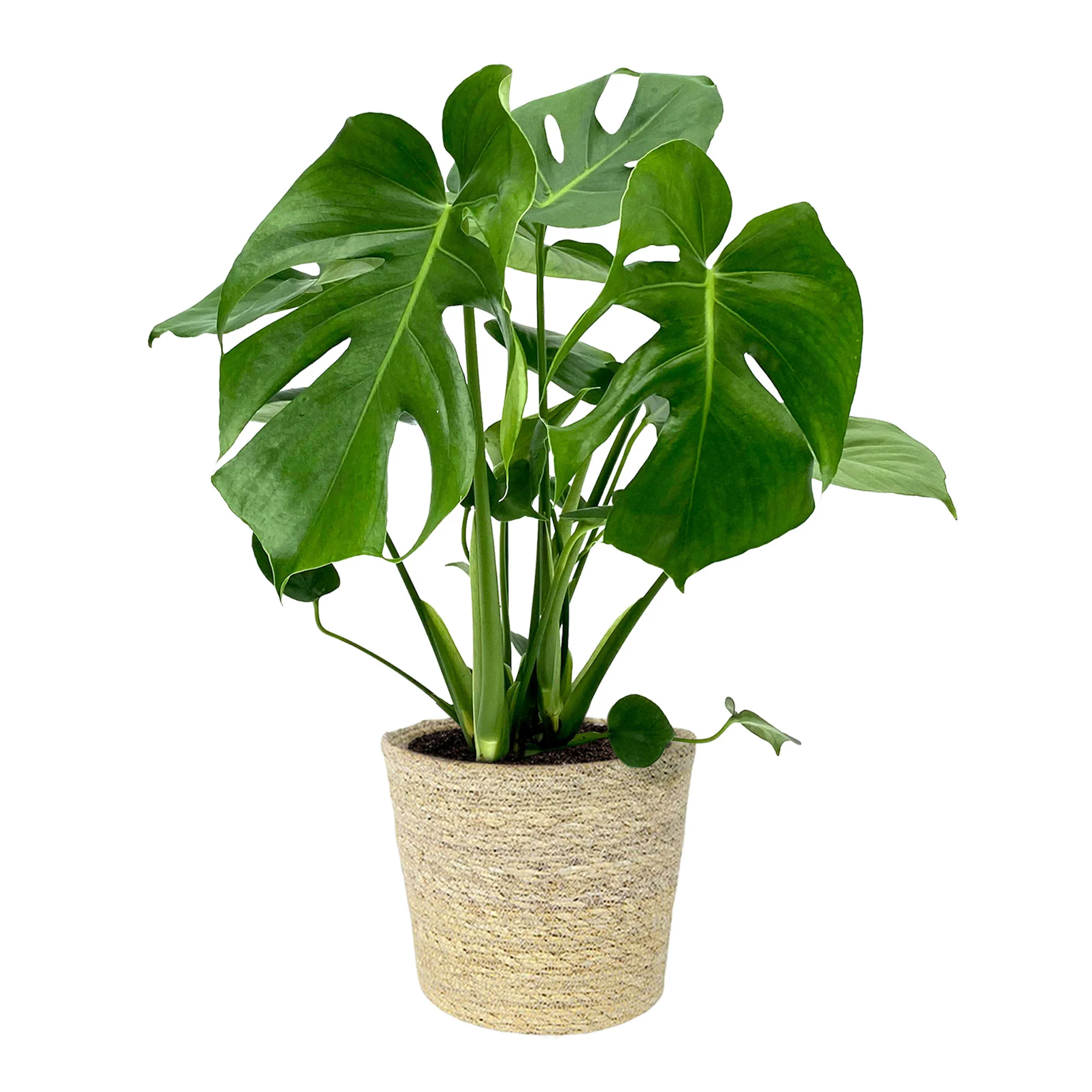 Plante à trous Monstera deliciosa avec panier en osier naturel - Image 6