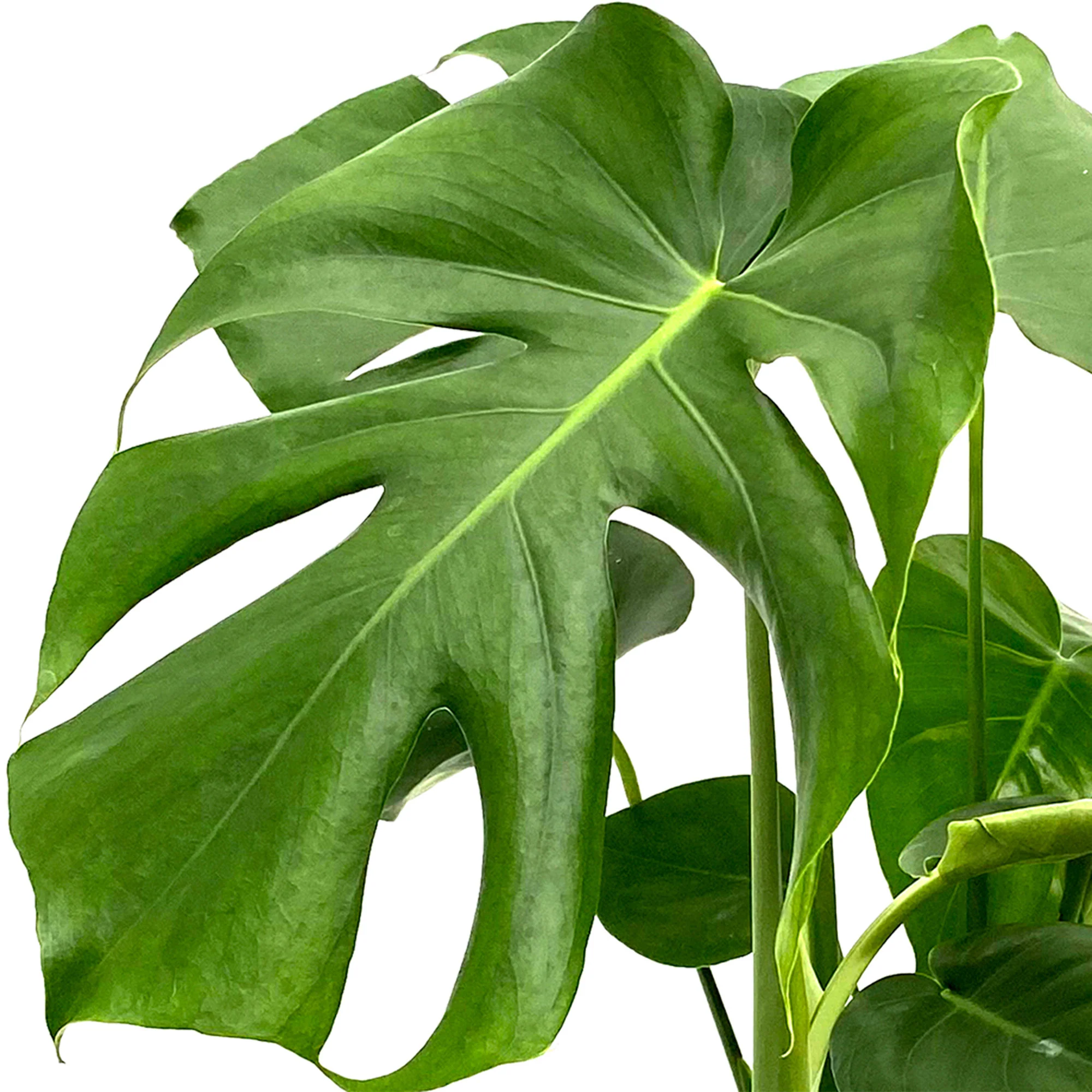 Plante à trous Monstera deliciosa incl. cache-pot - Image 2