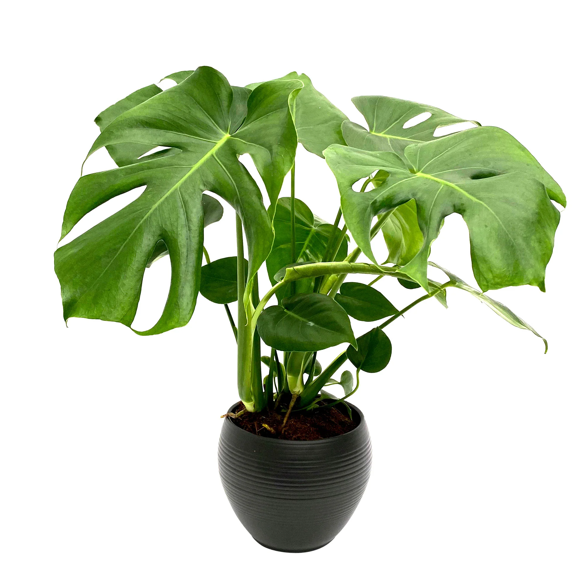 Plante à trous Monstera deliciosa incl. cache-pot - Image 3