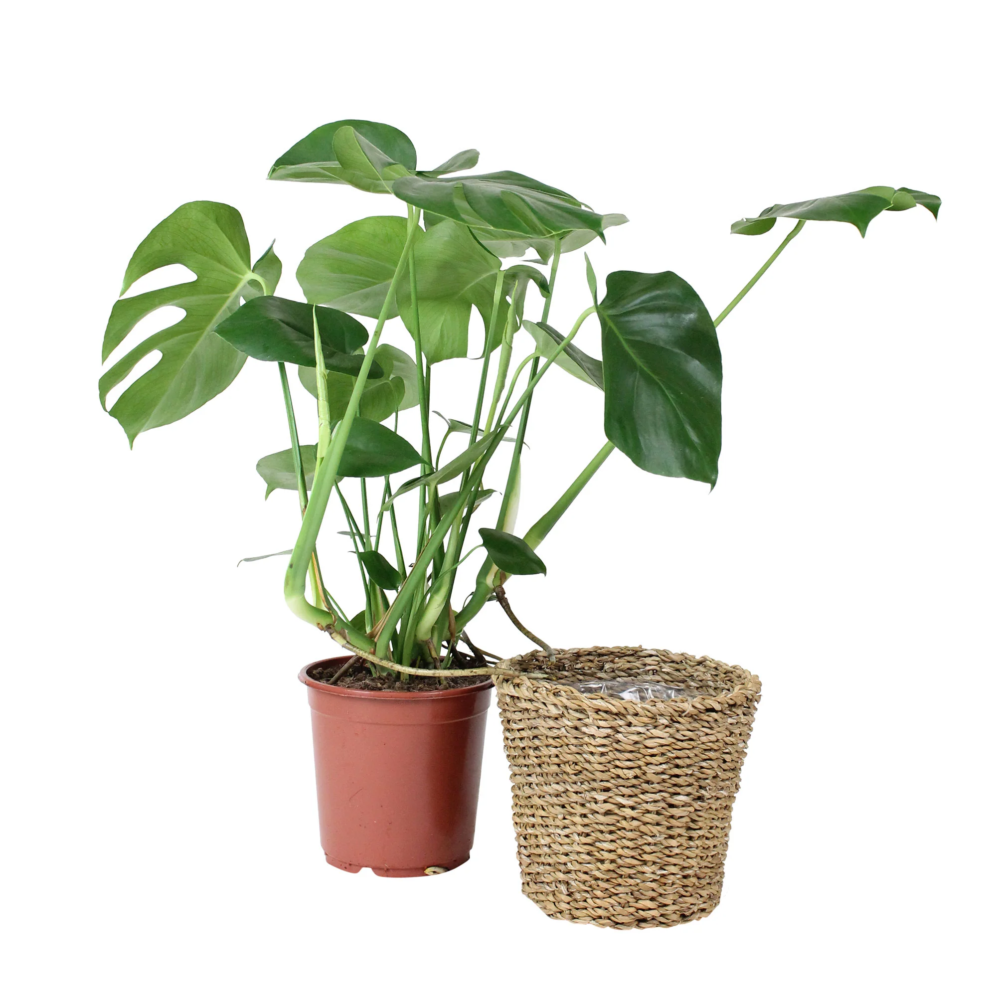 Plante à trous Monstera deliciosa vert incl. panier - Image 3