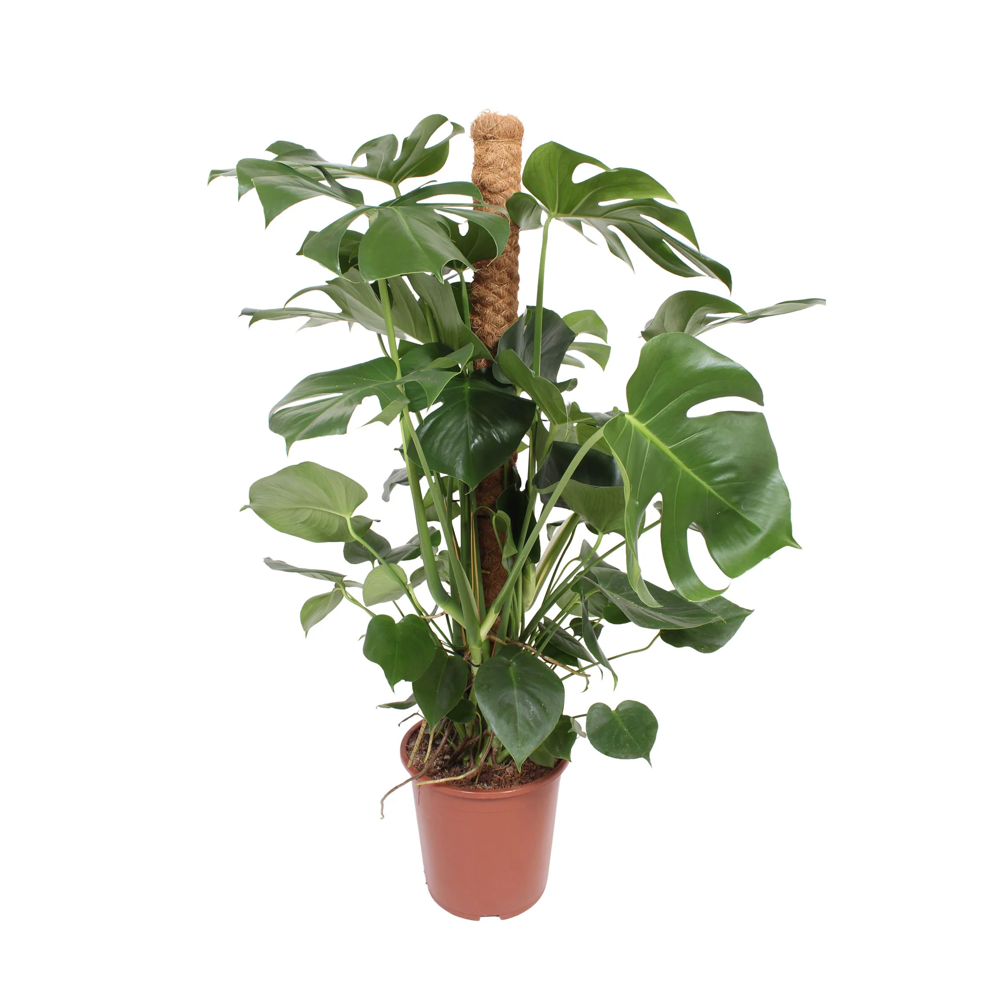Plante à trous Monstera deliciosa XL vert incl. tige en mousse - Image 4