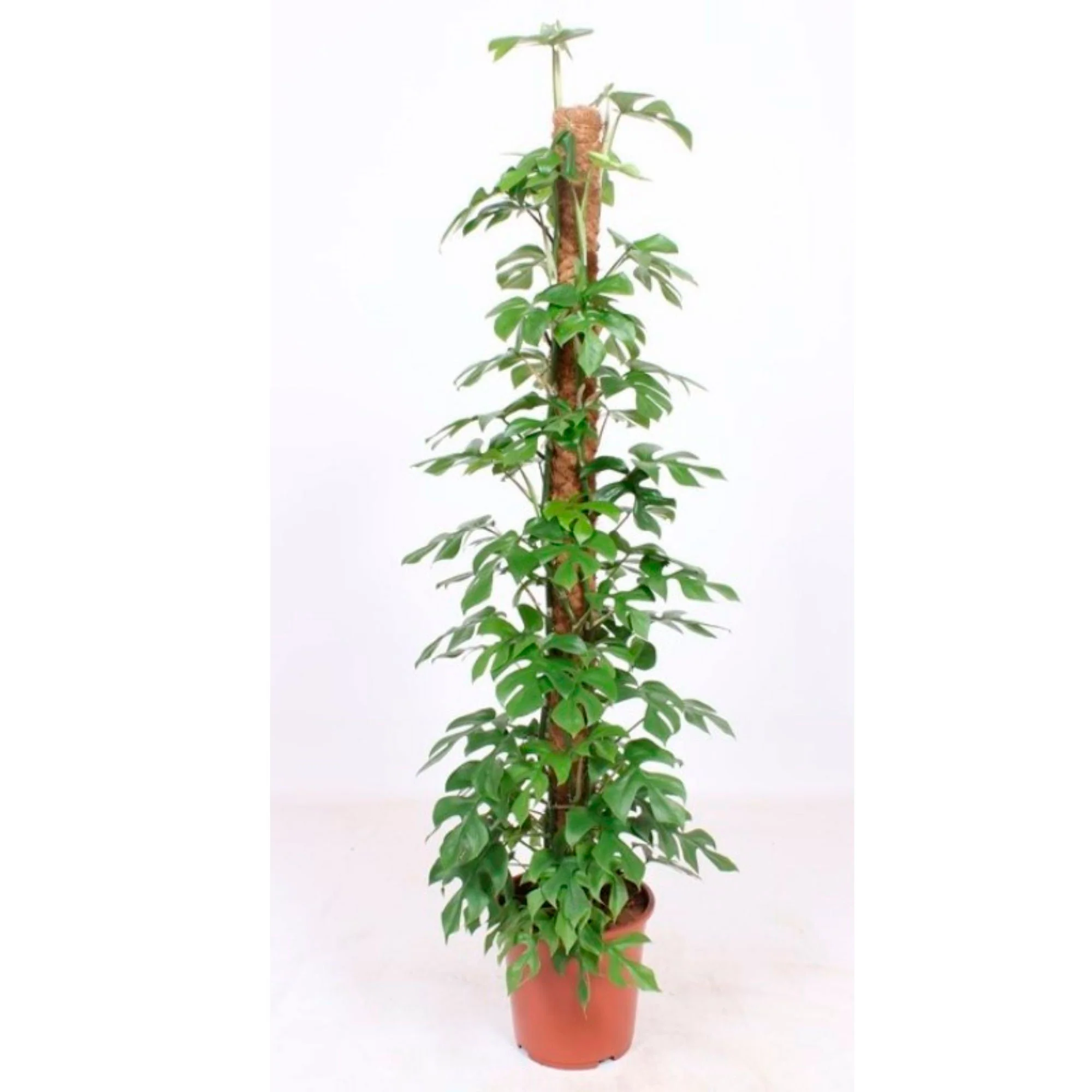 Plante à trous Monstera minima avec tige en mousse - Image 3