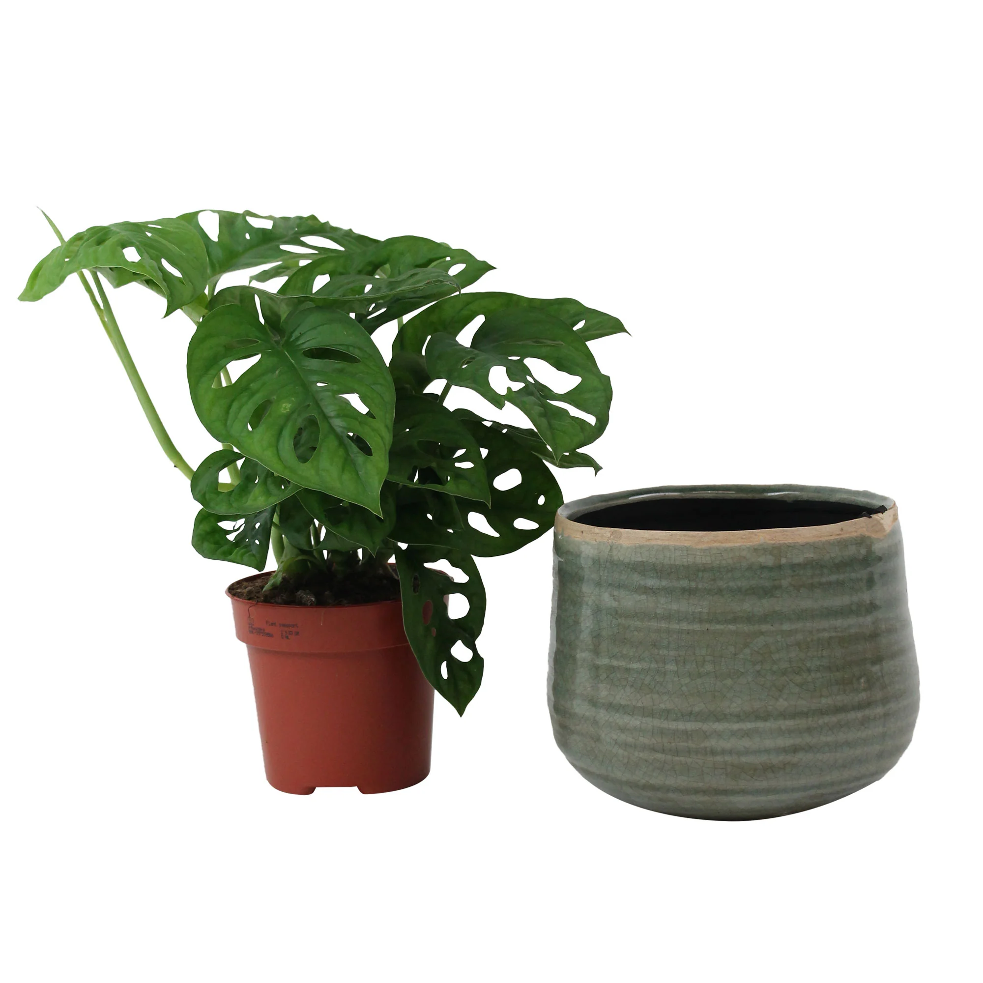 Plante à trous Monstera 'Monkey Leaf' avec pot décoratif  - Plante suspendue - Image 3