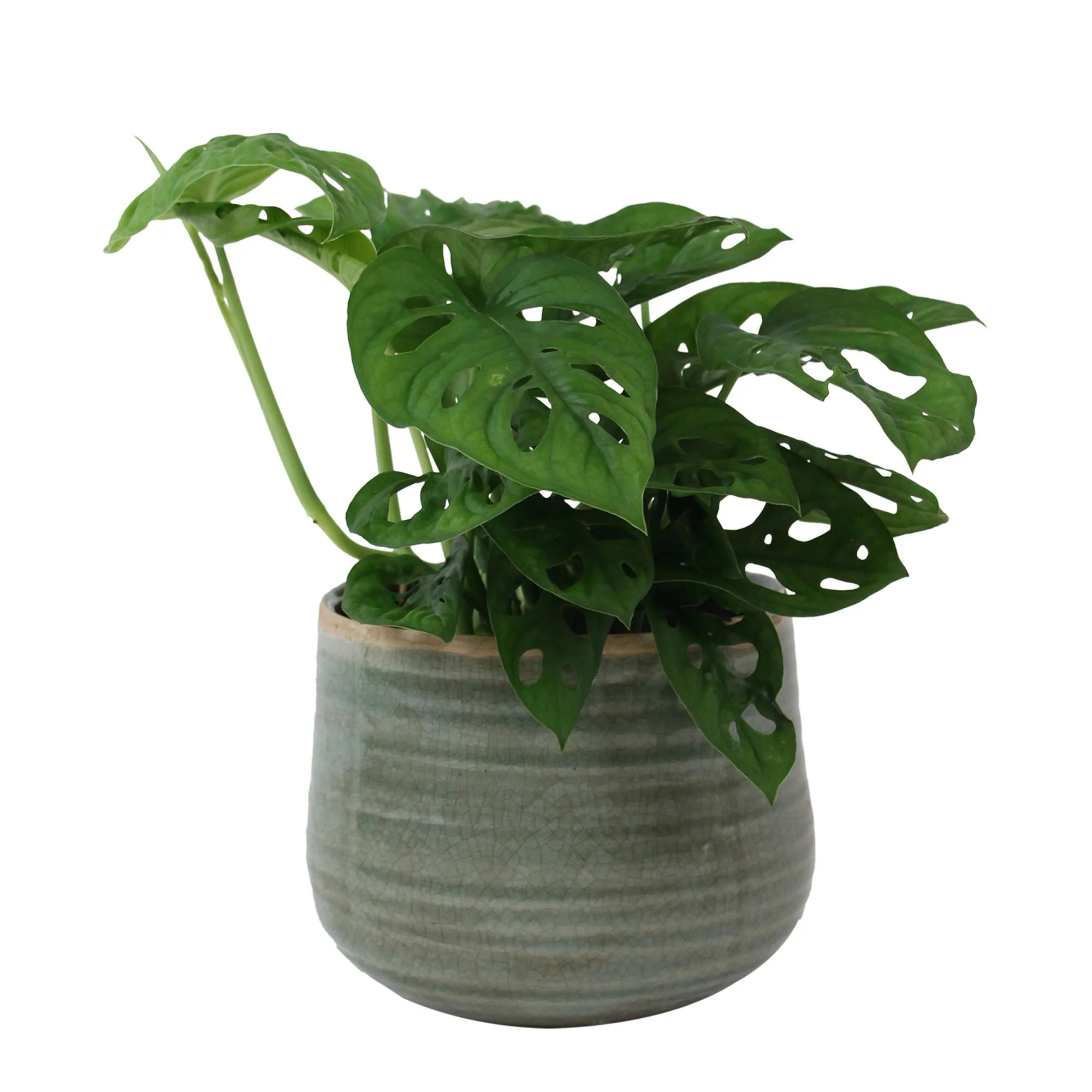 Plante à trous Monstera 'Monkey Leaf' avec pot décoratif  - Plante suspendue - Image 4