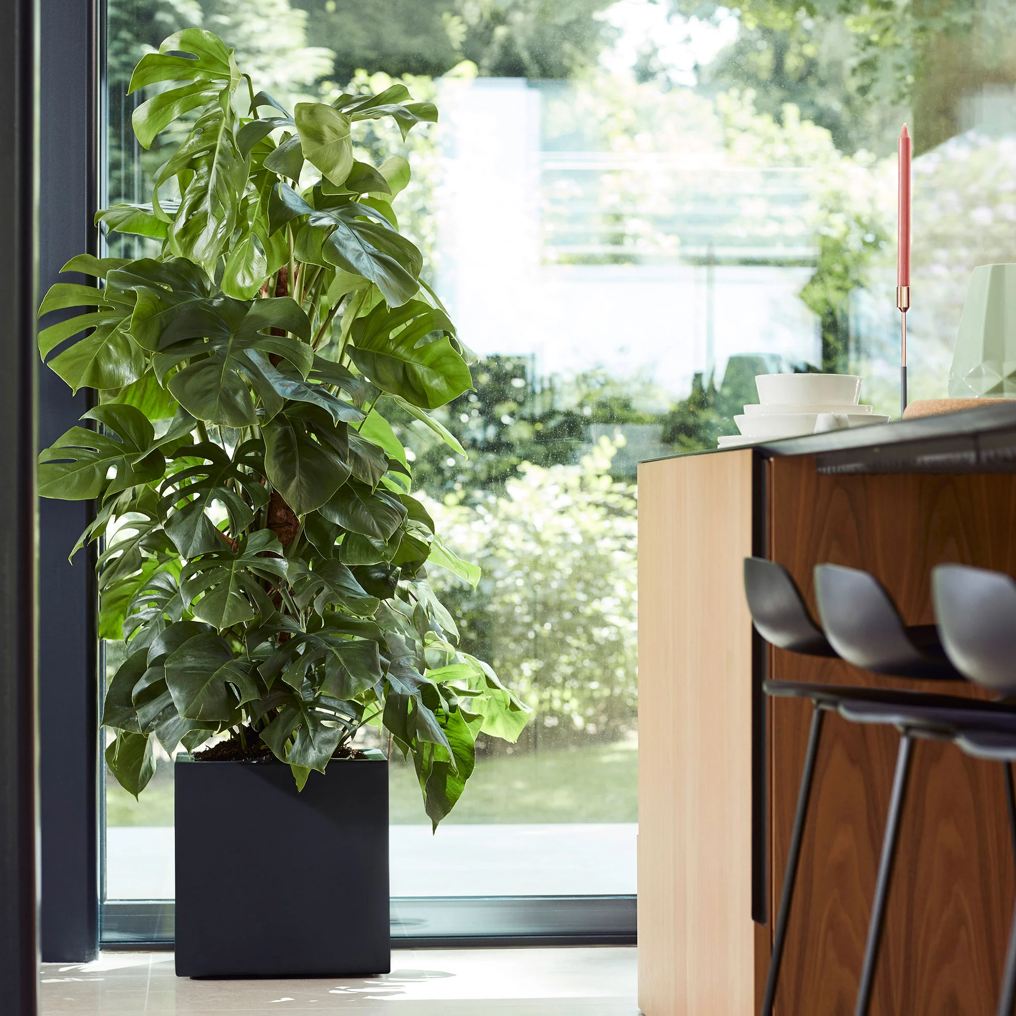 Plante à trous Monstera pertusum XL vert incl. tige en mousse