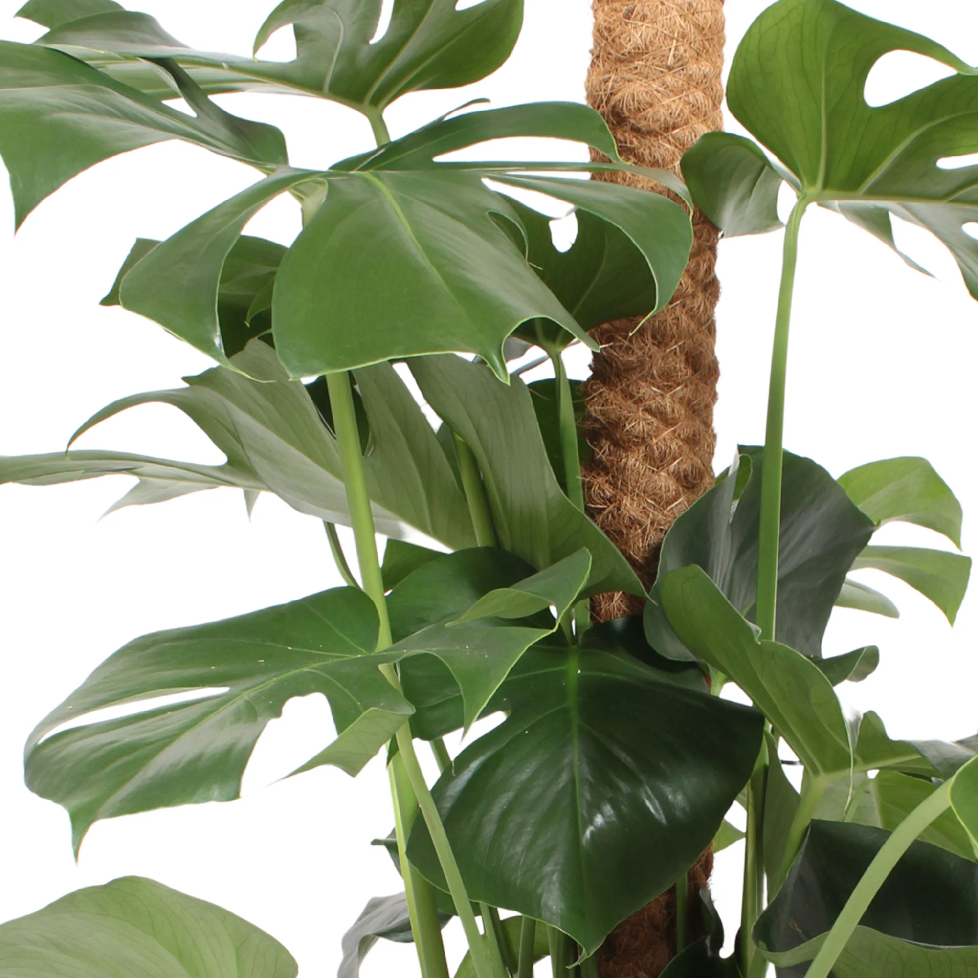 Plante à trous Monstera pertusum XL vert incl. tige en mousse - Image 3