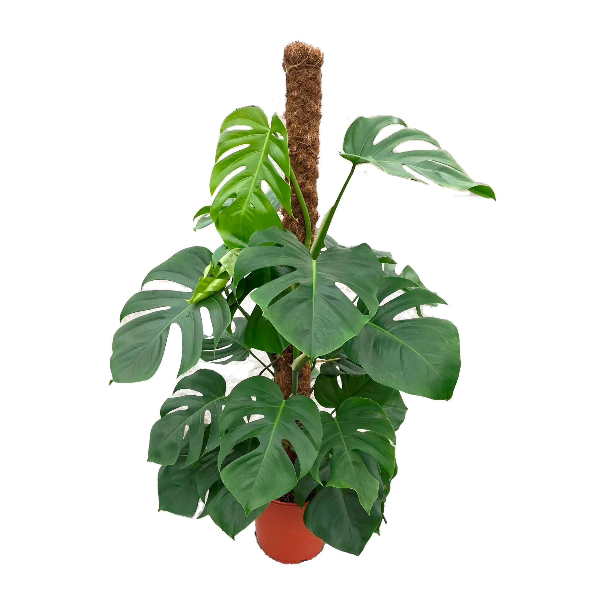 Plante à trous Monstera pertusum XL vert incl. tige en mousse - Image 4