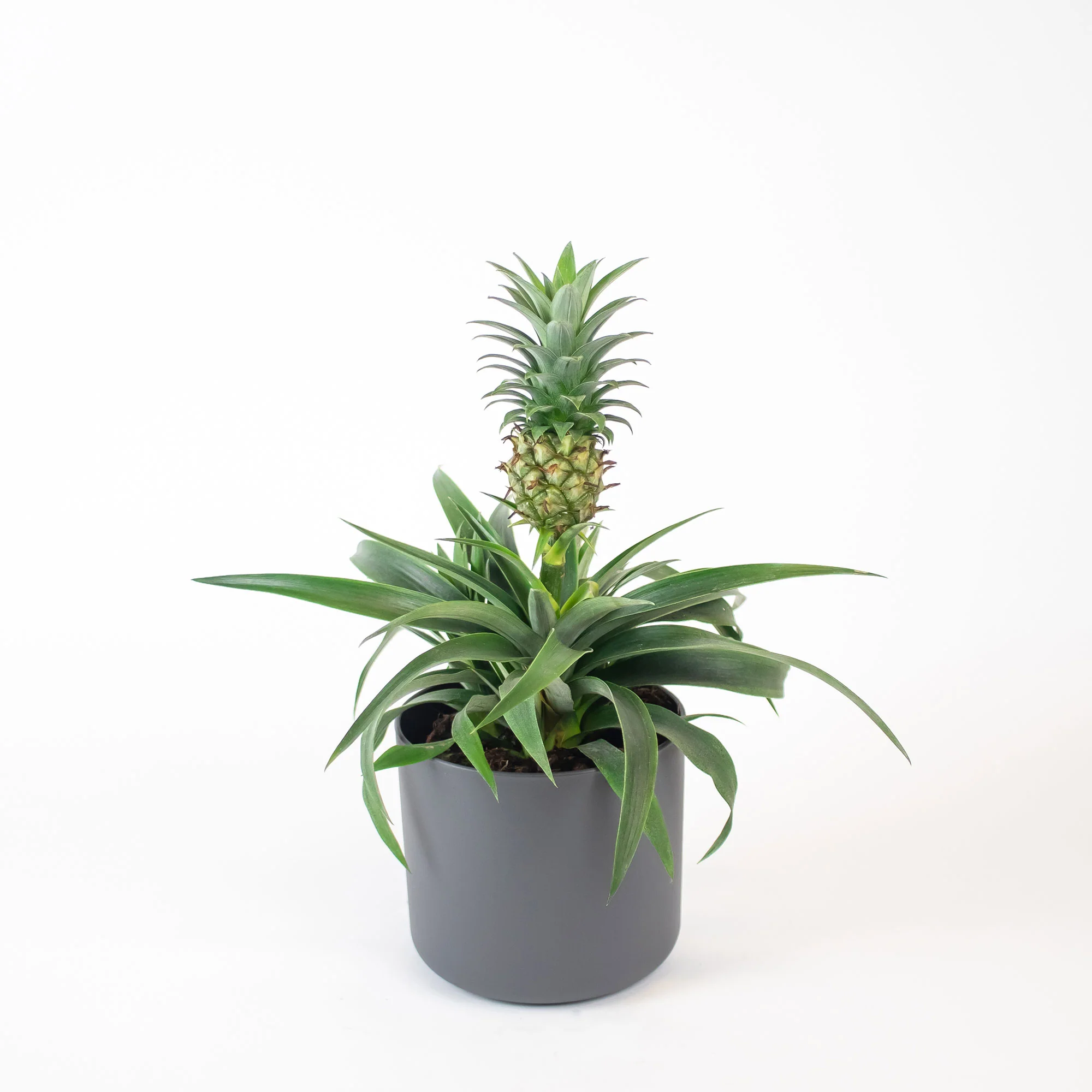 Plante ananas Ananas 'Corona' avec pot décoratif - Image 4