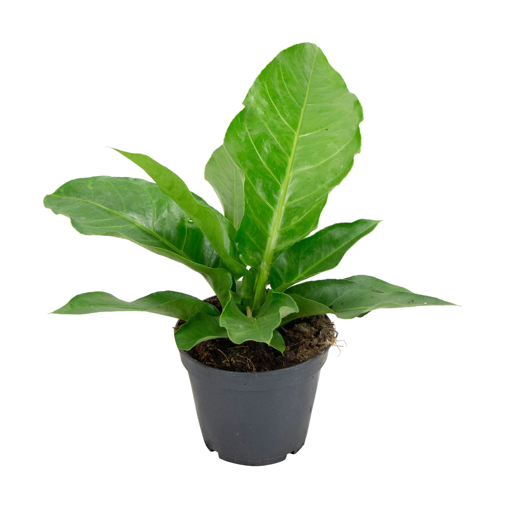 Plante Anthurium 'Karma Urban' Vert - Image 4