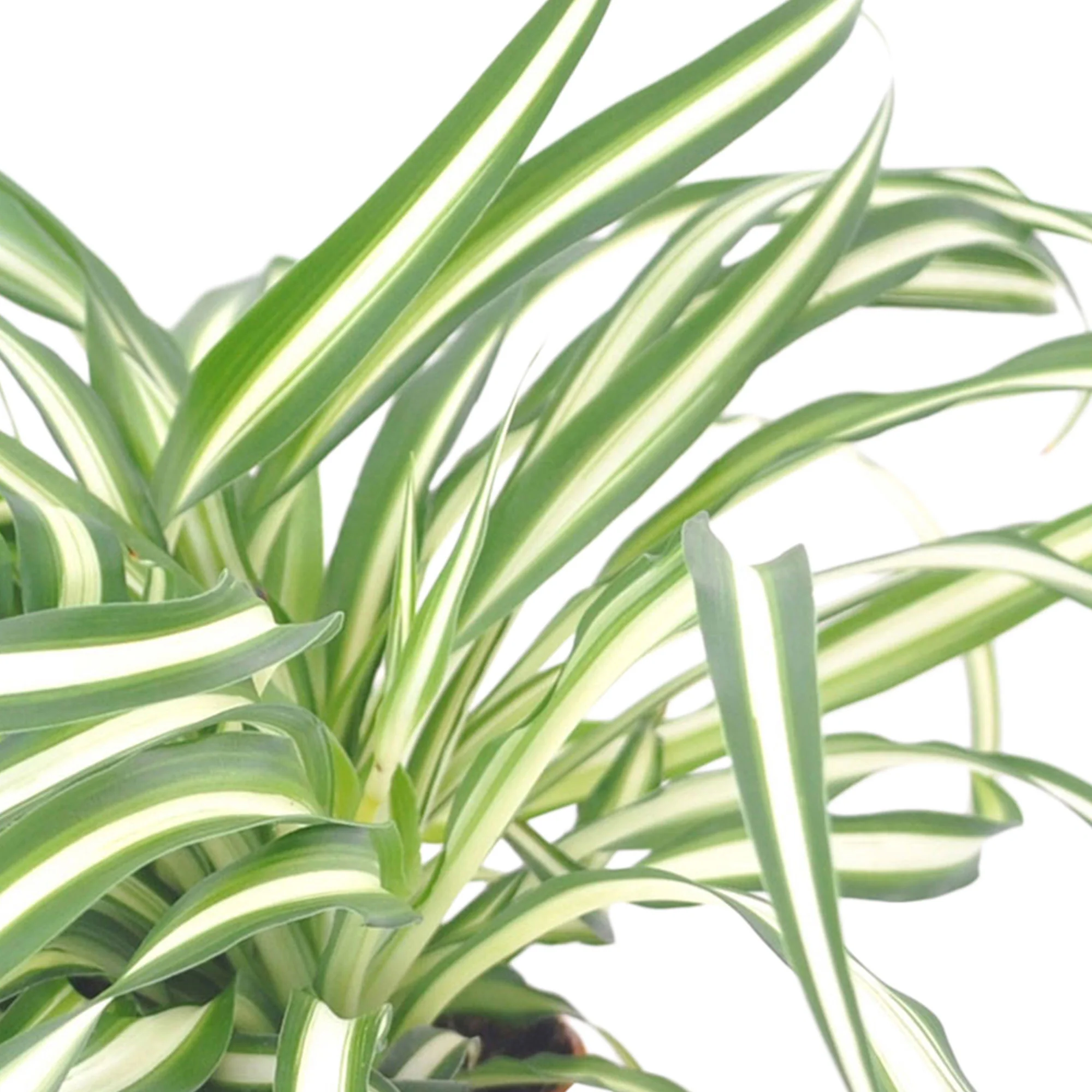 Plante-araignée Chlorophytum 'Atlantic' avec pot décoratif et tabouret - Image 3