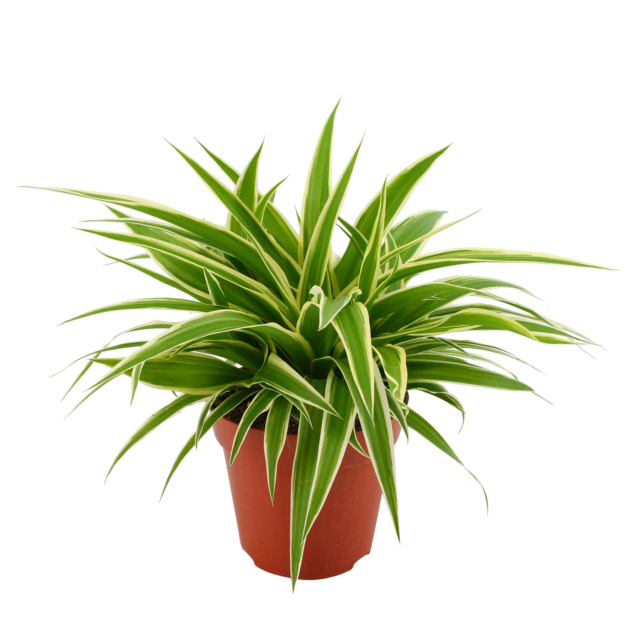 Plante-araignée Chlorophytum 'Ocean' - Image 4