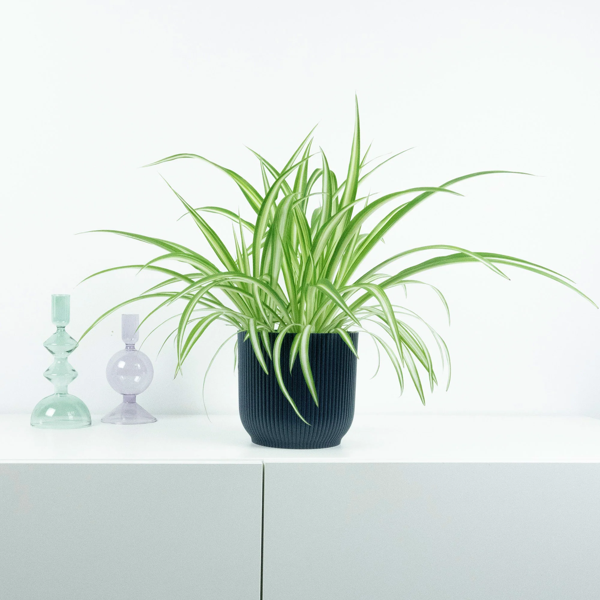 Plante-araignée Chlorophytum 'Vittatum' - Image 2