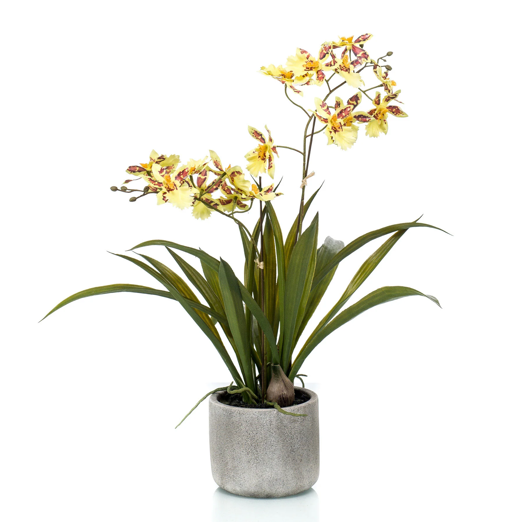 Miniature 1