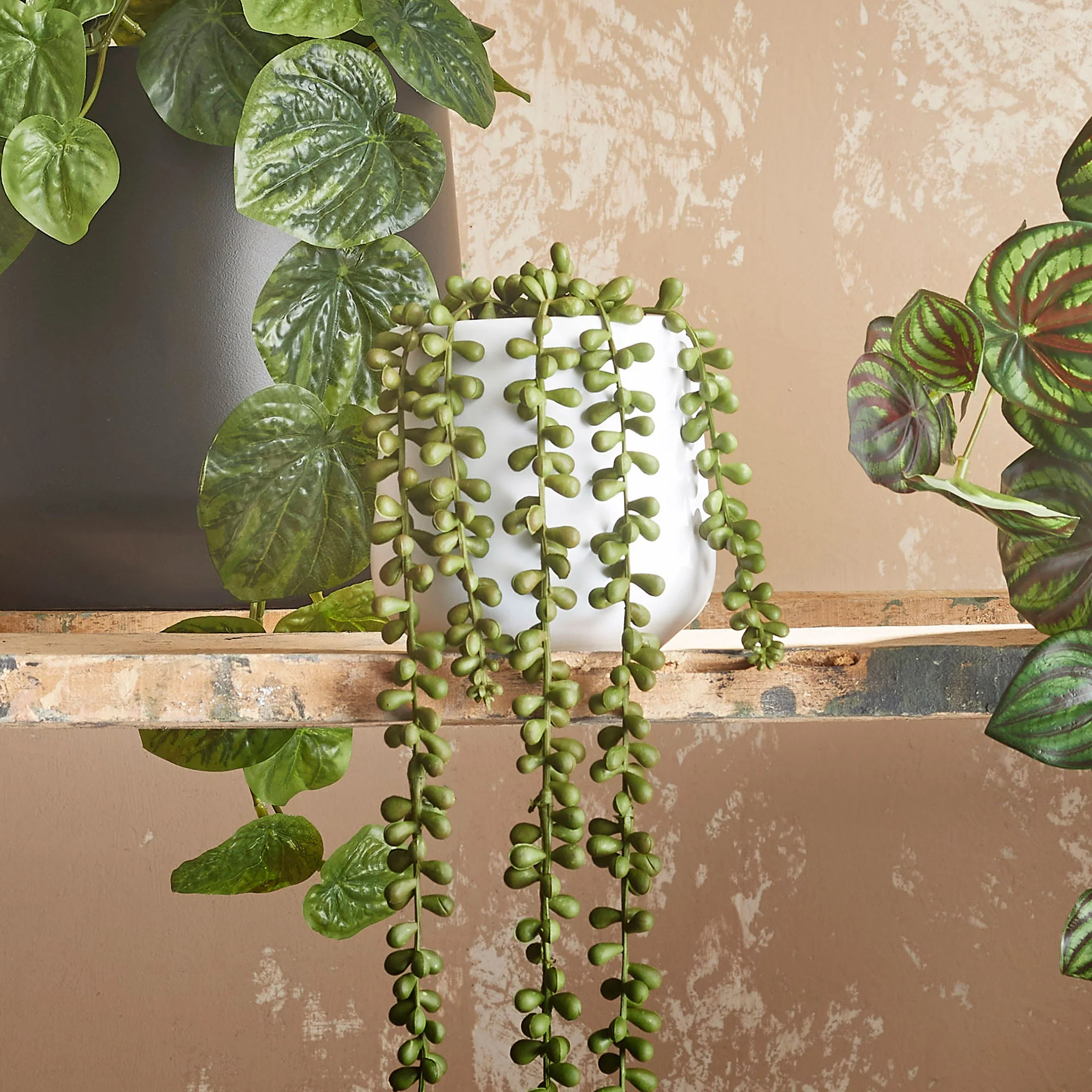 Plante artificielle Succulente Senecio 'Pearl' - Image 4