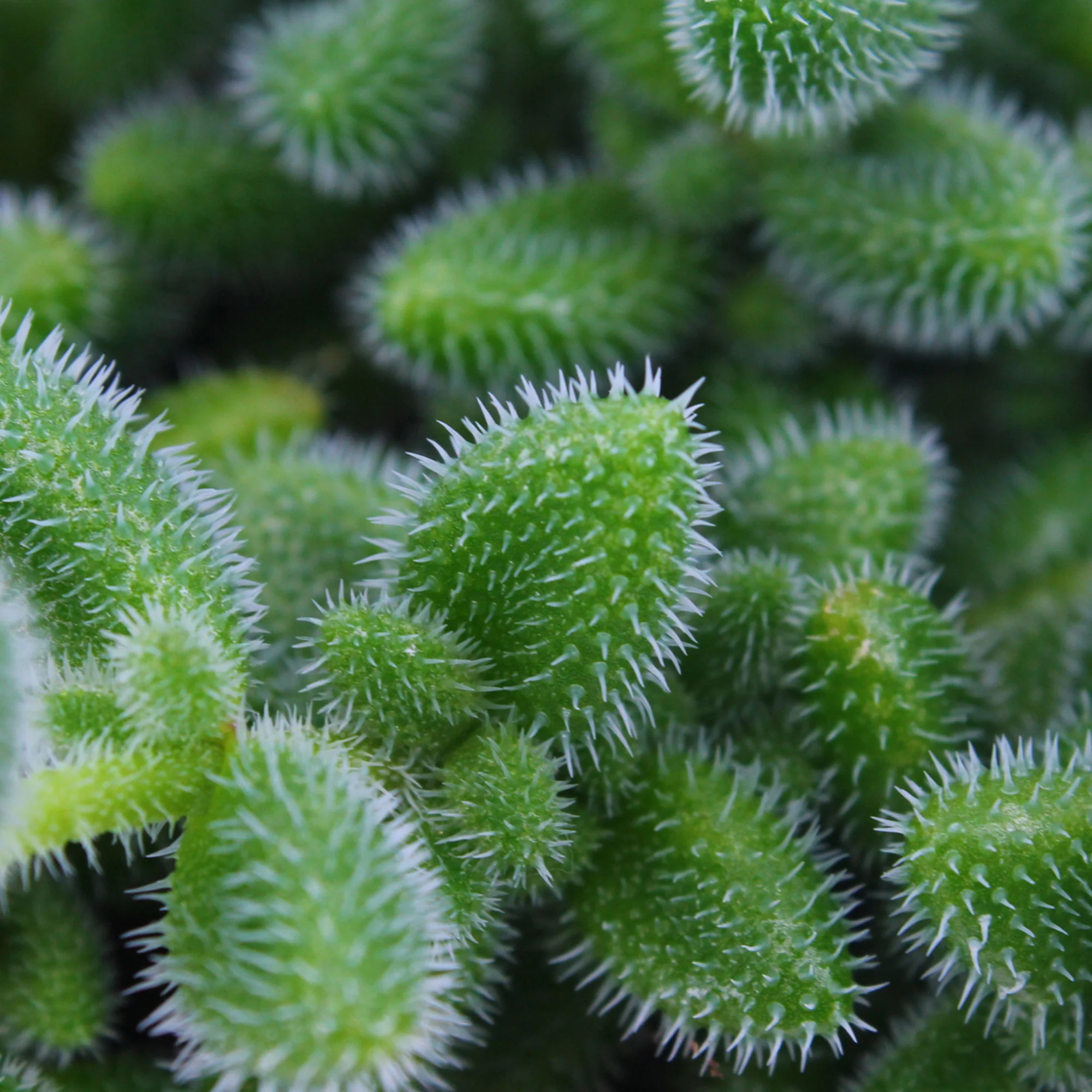 Plante d'Augde Delosperma echinatum - Image 2