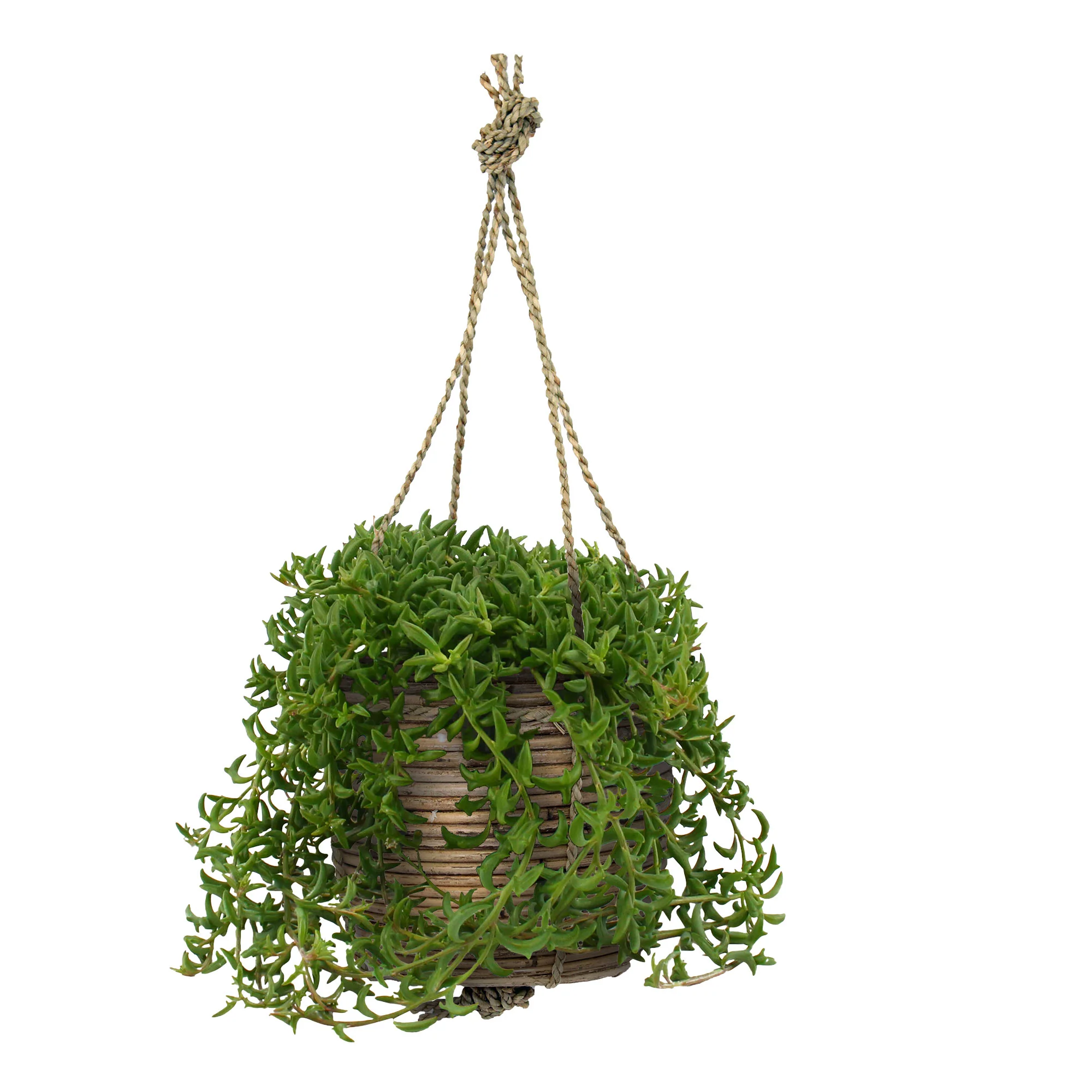 Plante dauphin Senecio peregrinus vert incl. pot suspendu rotin - Plante suspendue - Image 4
