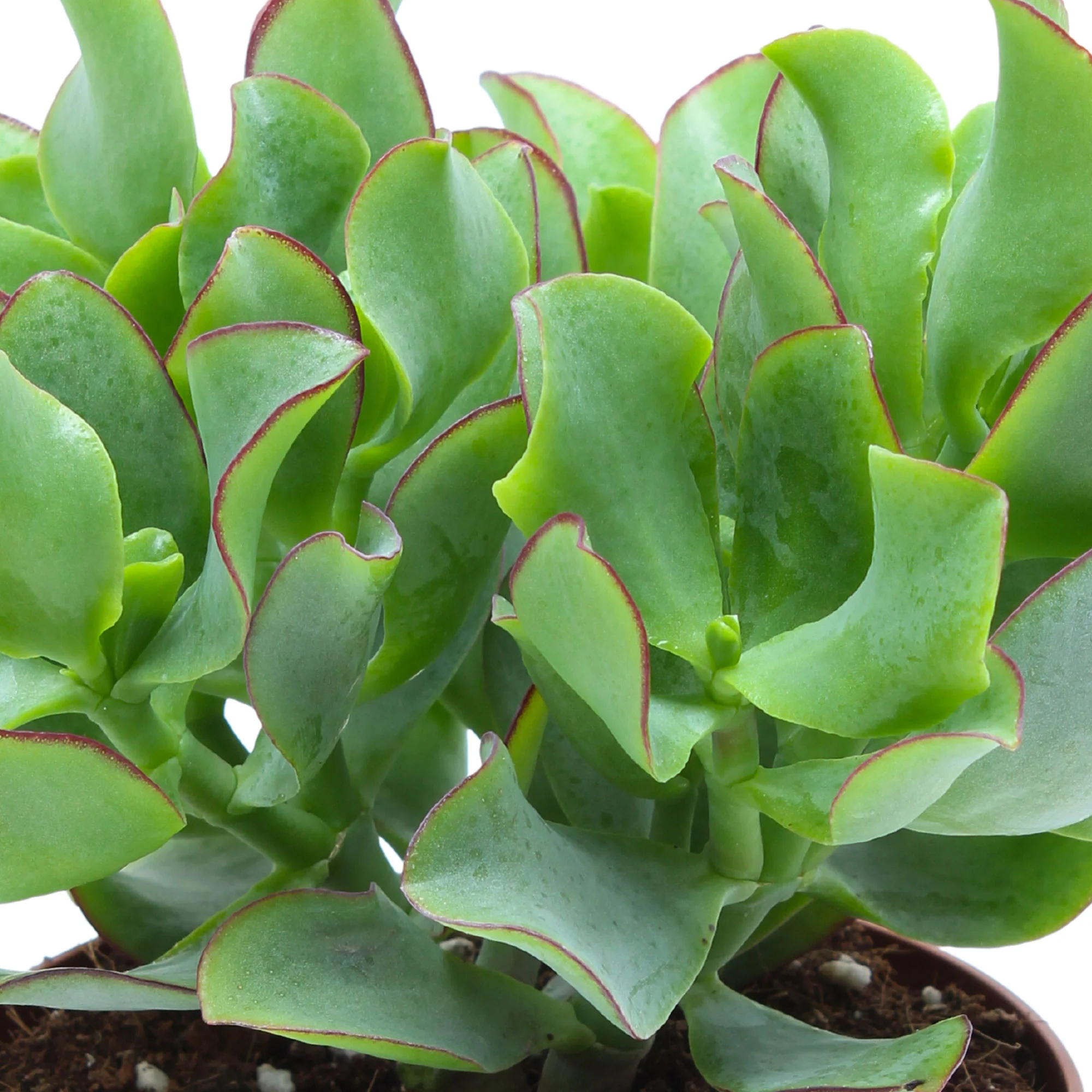 Plante de jade Crassula 'Curly Green' - Image 2