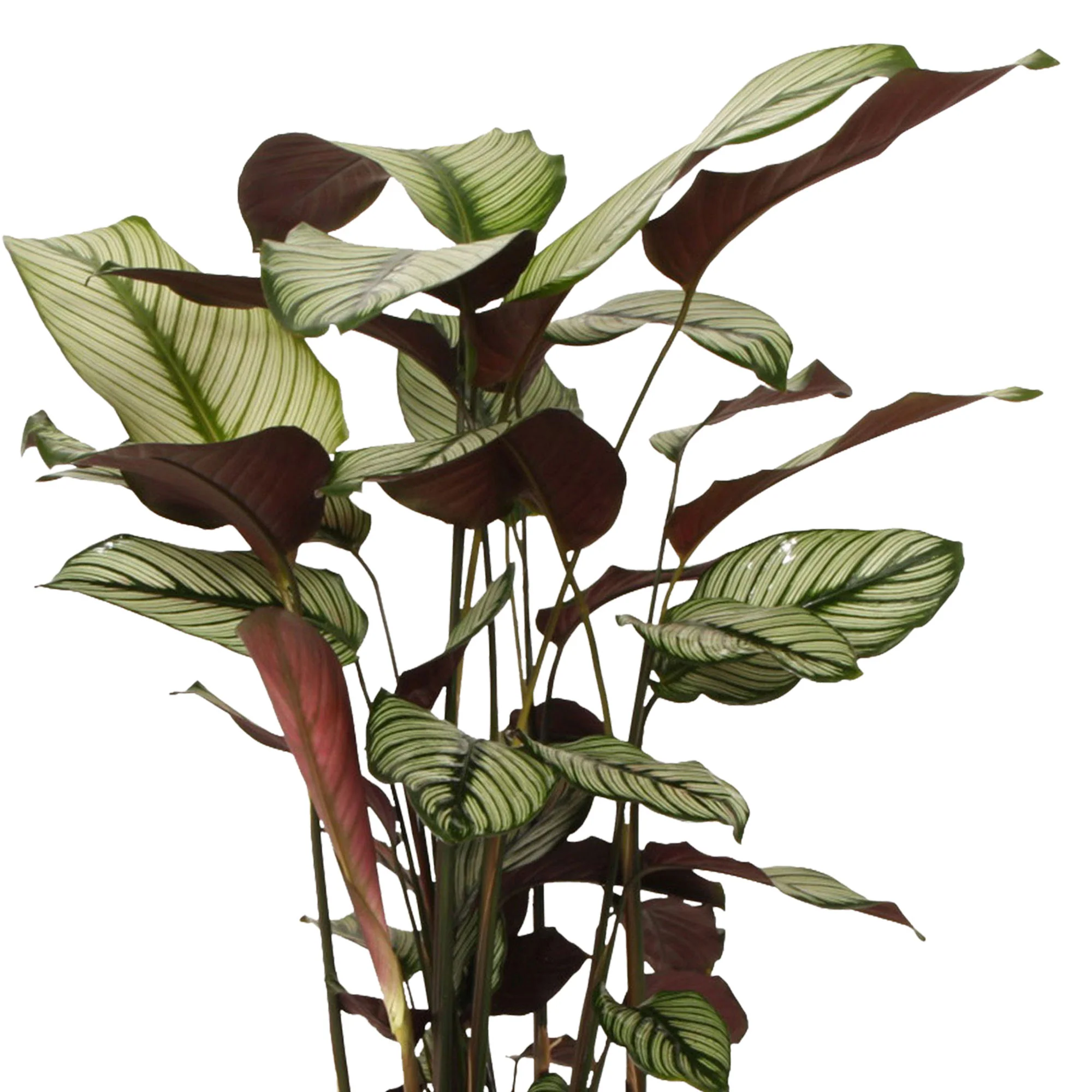 Plante de l'ombre Calathea 'White Star' avec panier en osier gris - Image 3