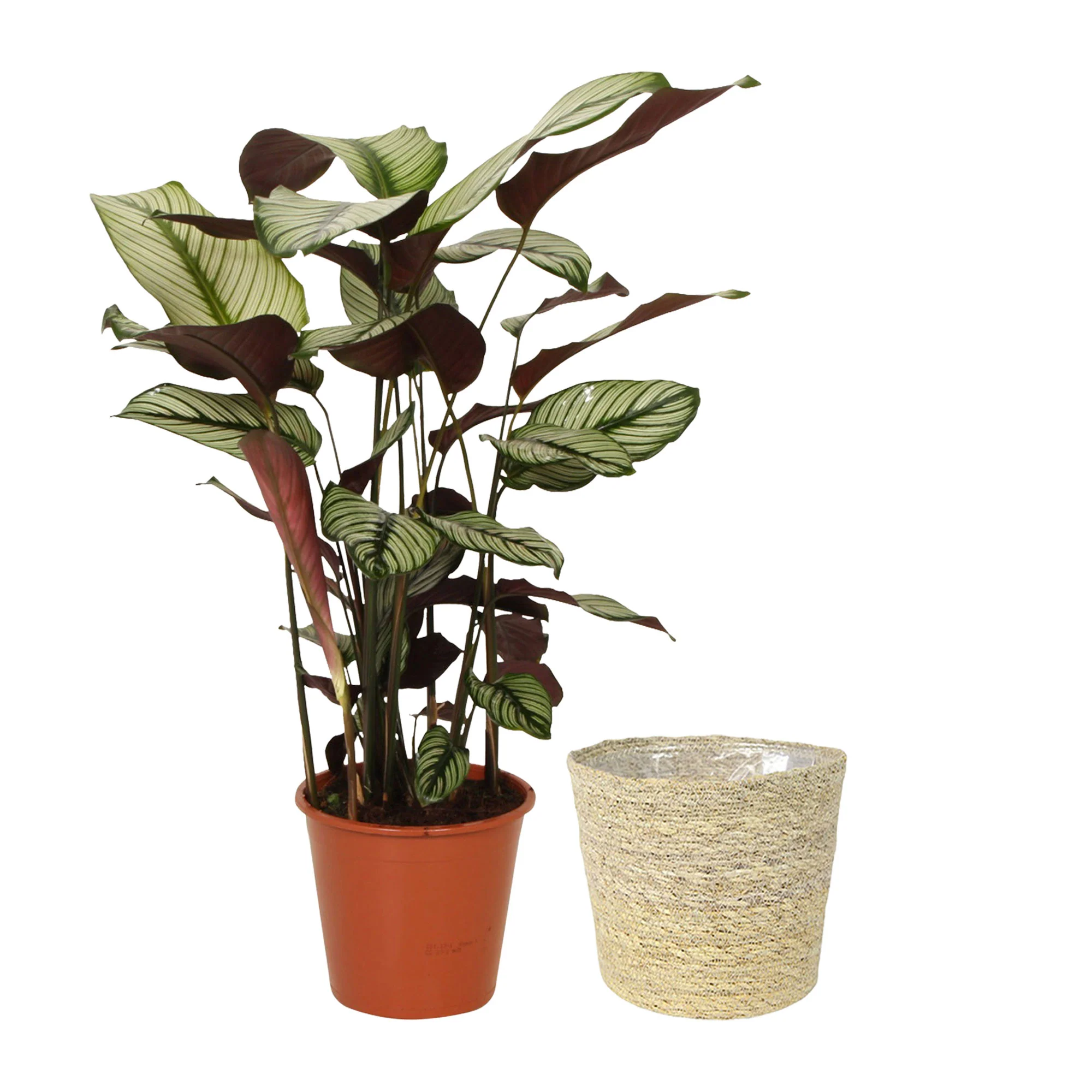 Plante de l'ombre Calathea 'White Star' avec panier en osier naturel - Image 5