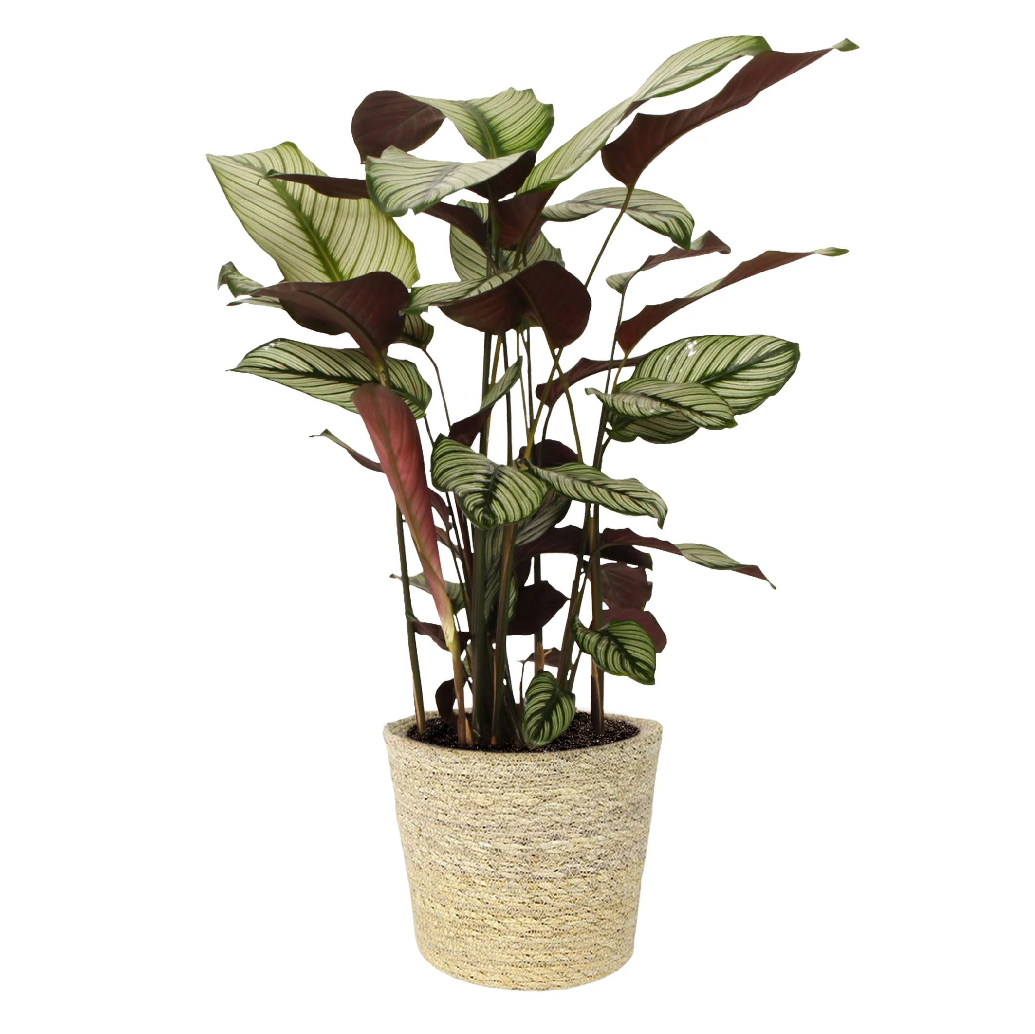 Plante de l'ombre Calathea 'White Star' avec panier en osier naturel - Image 6