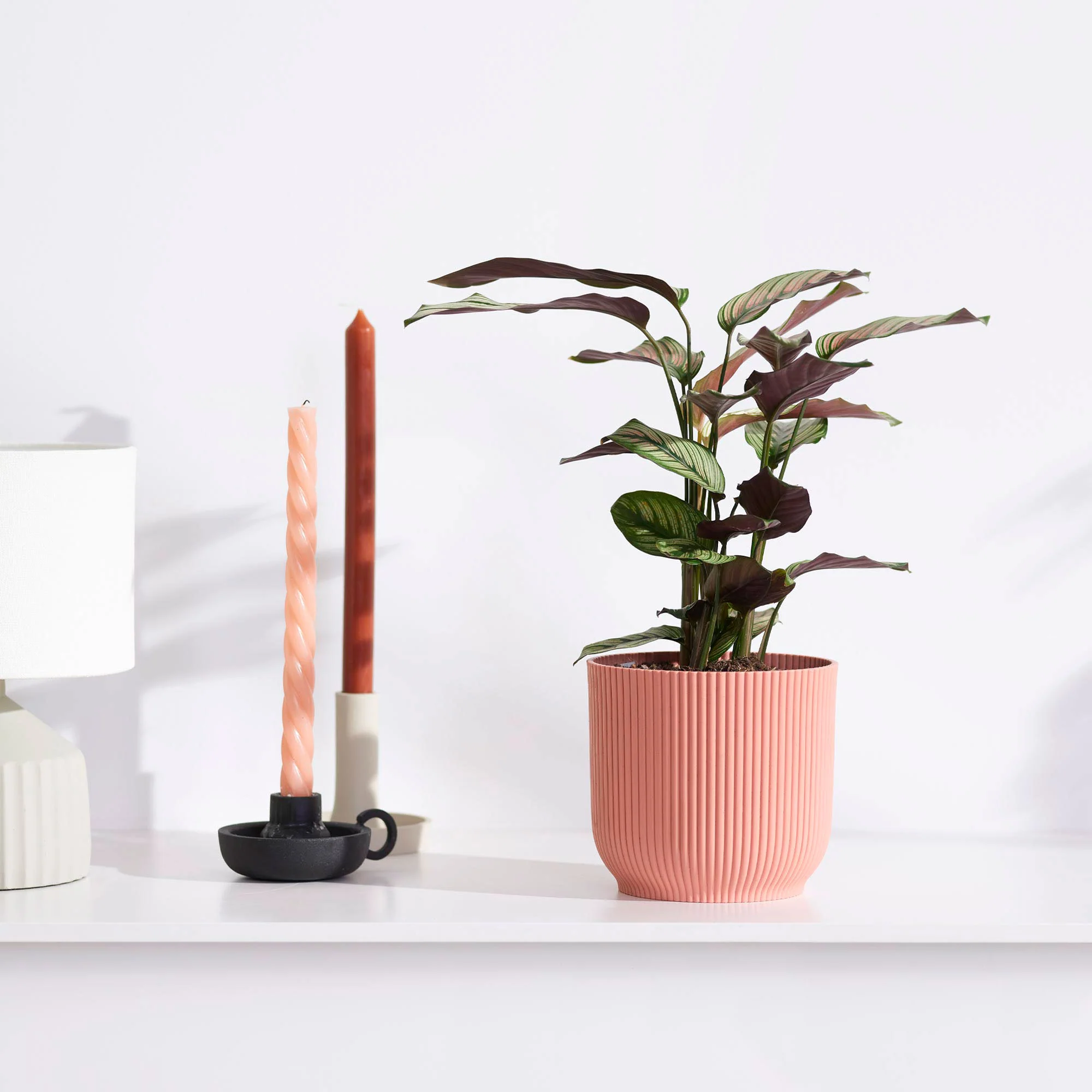 Plante de l'ombre Calathea 'White Star' vert-blanc-rose Avec cache-pots rose - Image 2