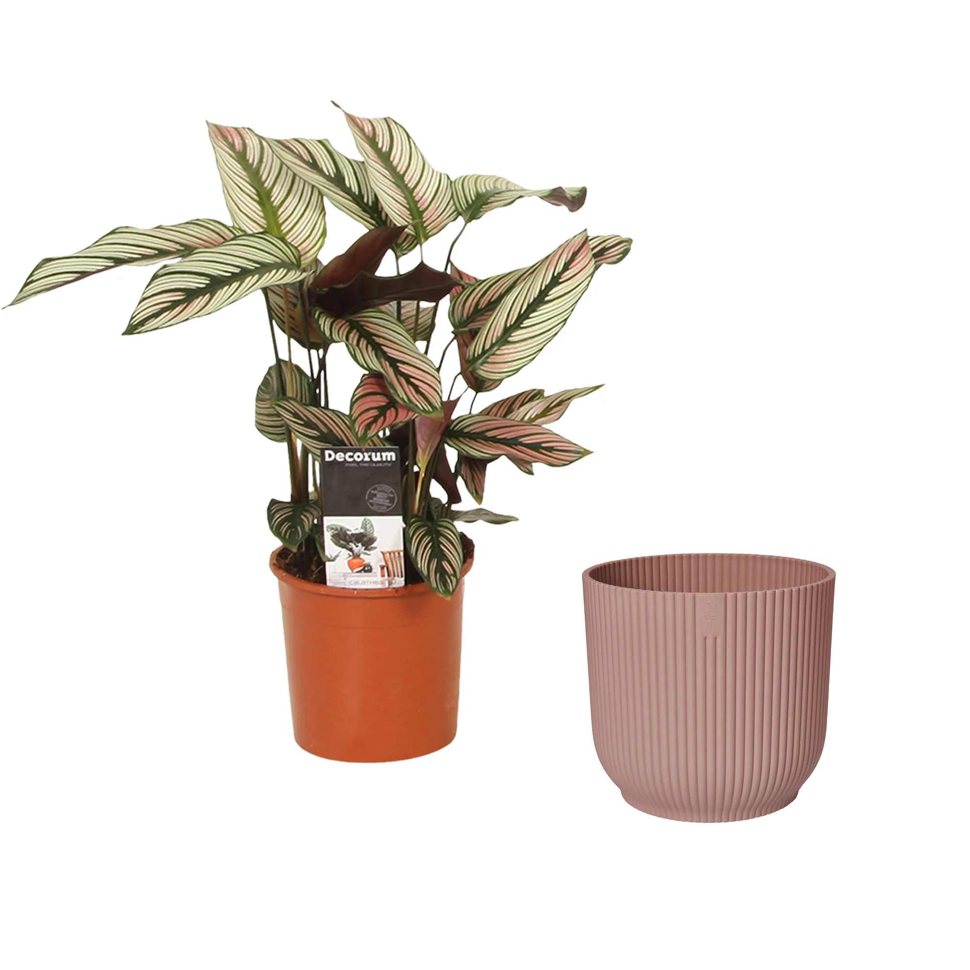 Plante de l'ombre Calathea 'White Star' vert-blanc-rose Avec cache-pots rose - Image 3
