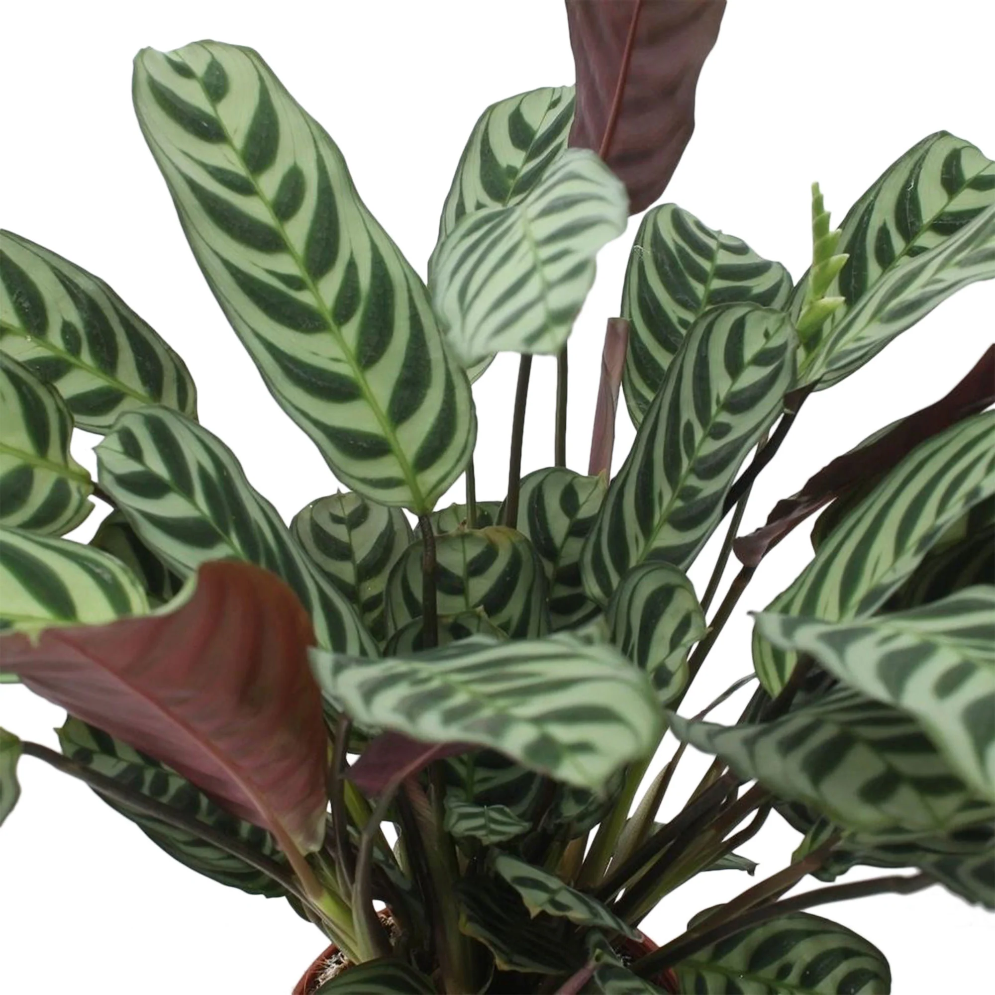 Plante de la prière Ctenanthe burle marxii - Image 3