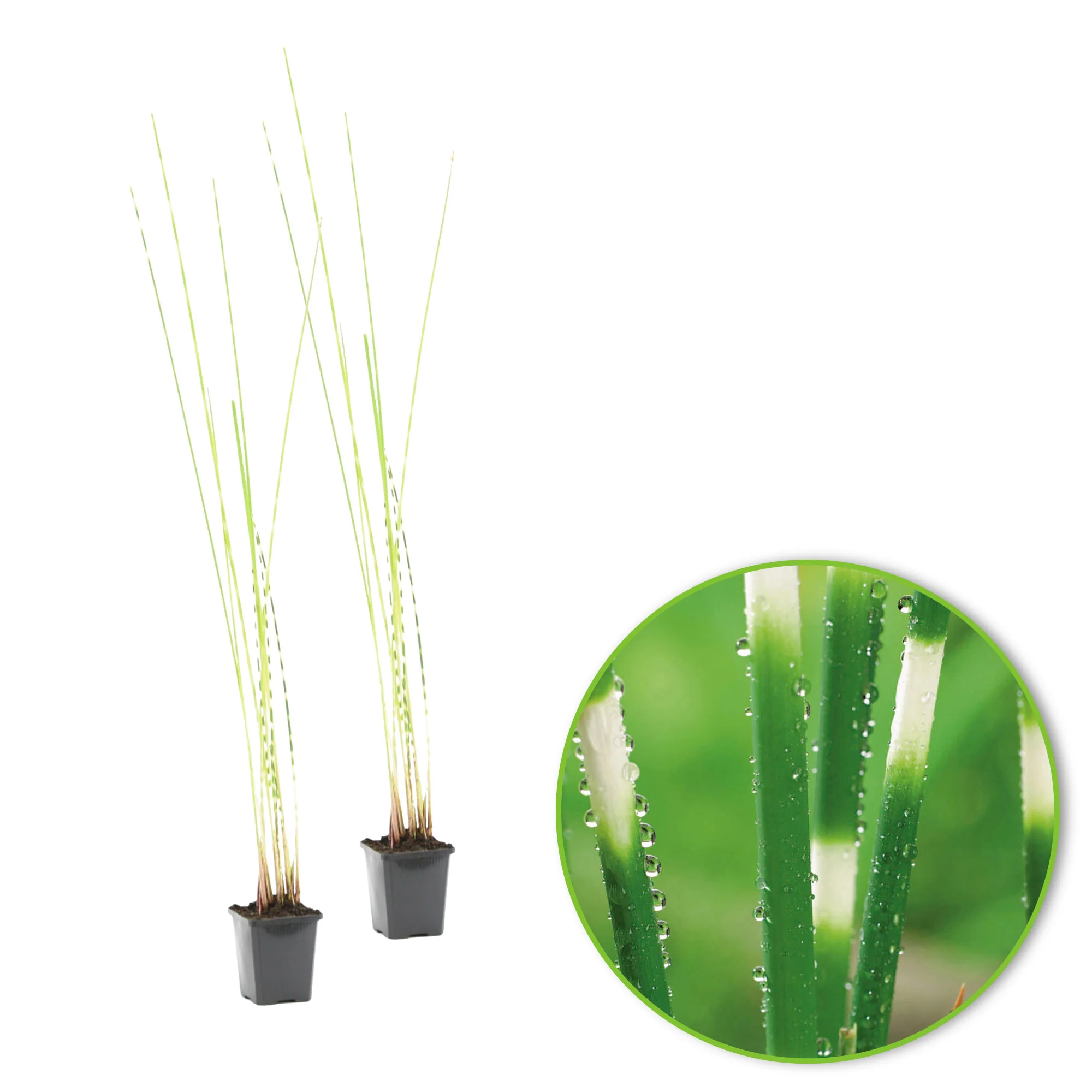 Plante ombrelle Cyperus alternifolius - Plante des marais, Plante de berge - Image 5