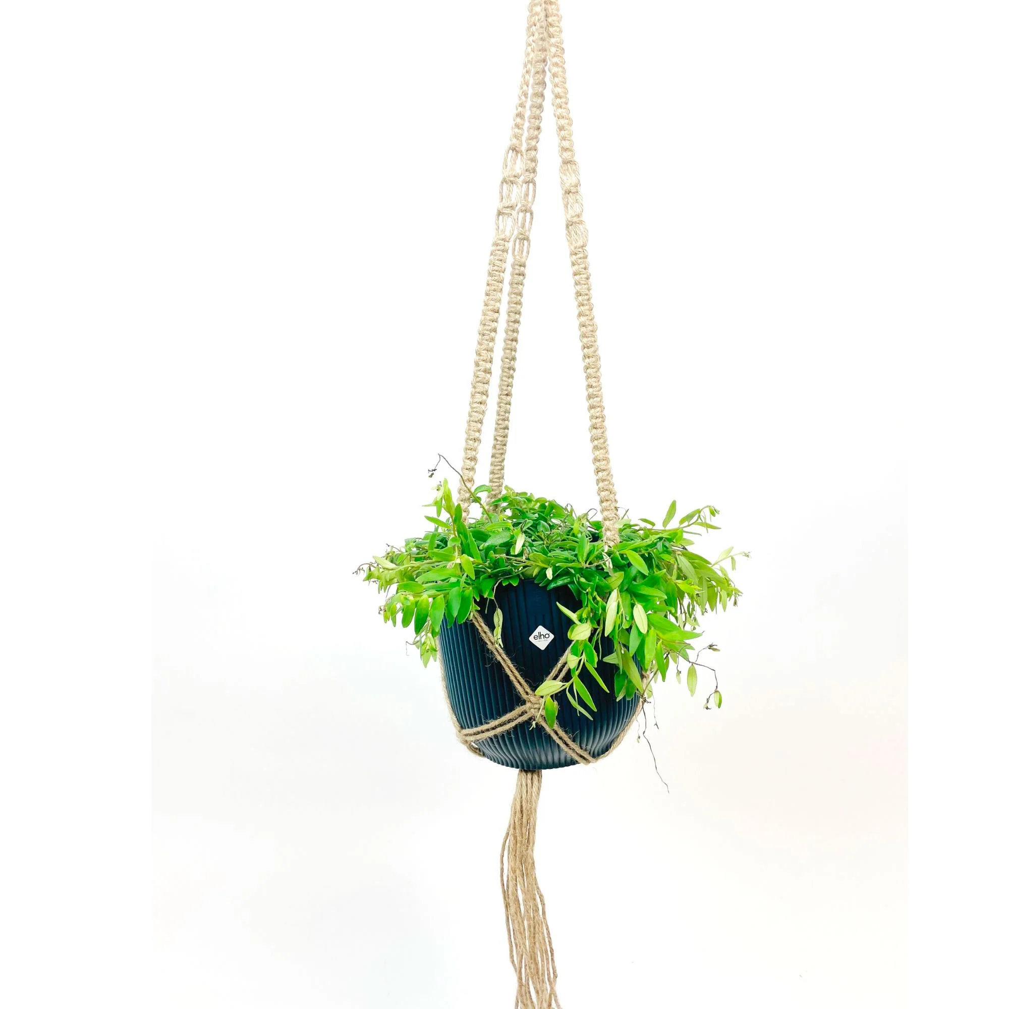 Plante rouge à lèvres Aeschynanthus 'Japhrolepis' Rouge-Orangé avec suspension macramé et cache-pot bleu  - Plante suspendue - Image 4