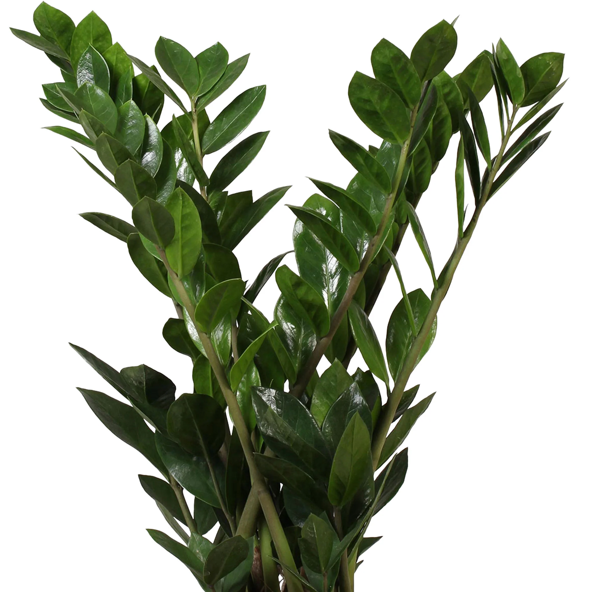 Plante ZZ Zamioculcas zamiifolia avec panier en osier gris - Image 3