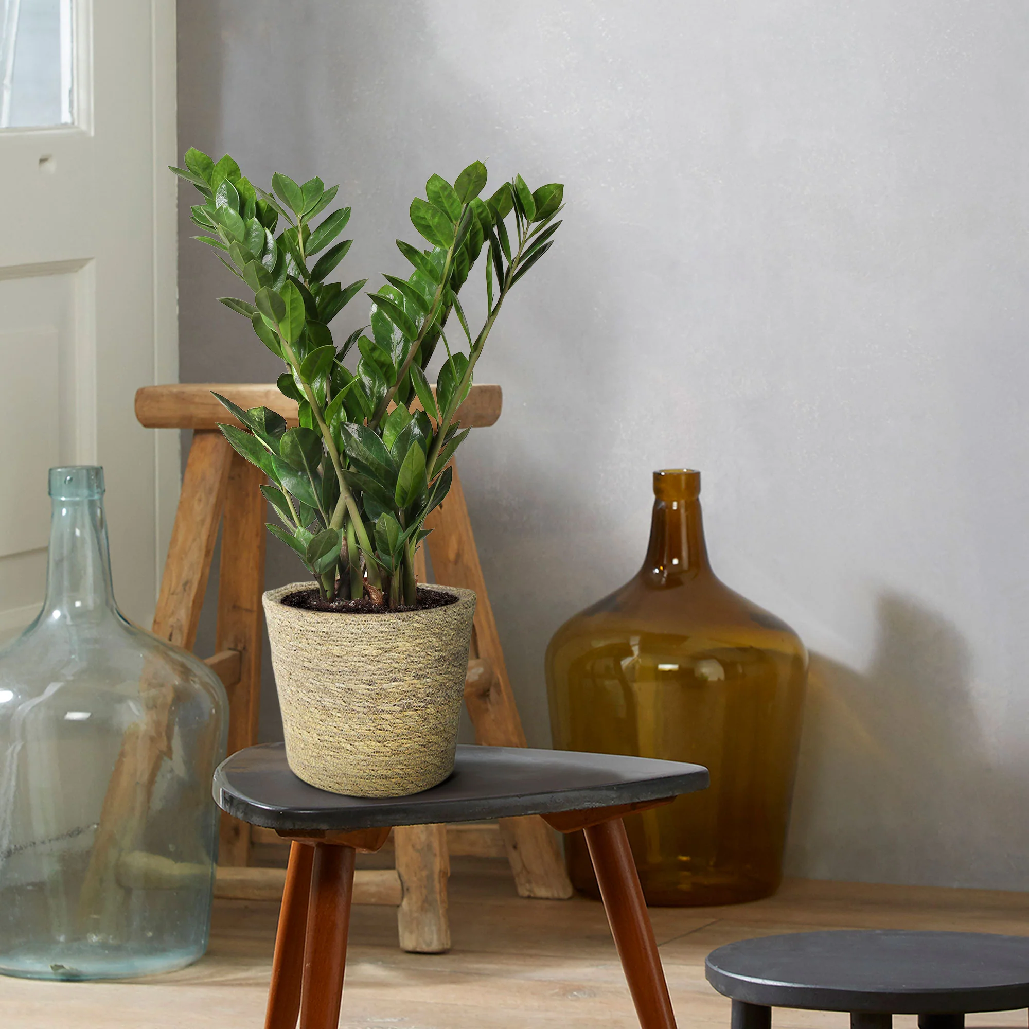 Plante ZZ Zamioculcas zamiifolia avec panier en osier naturel - Image 2