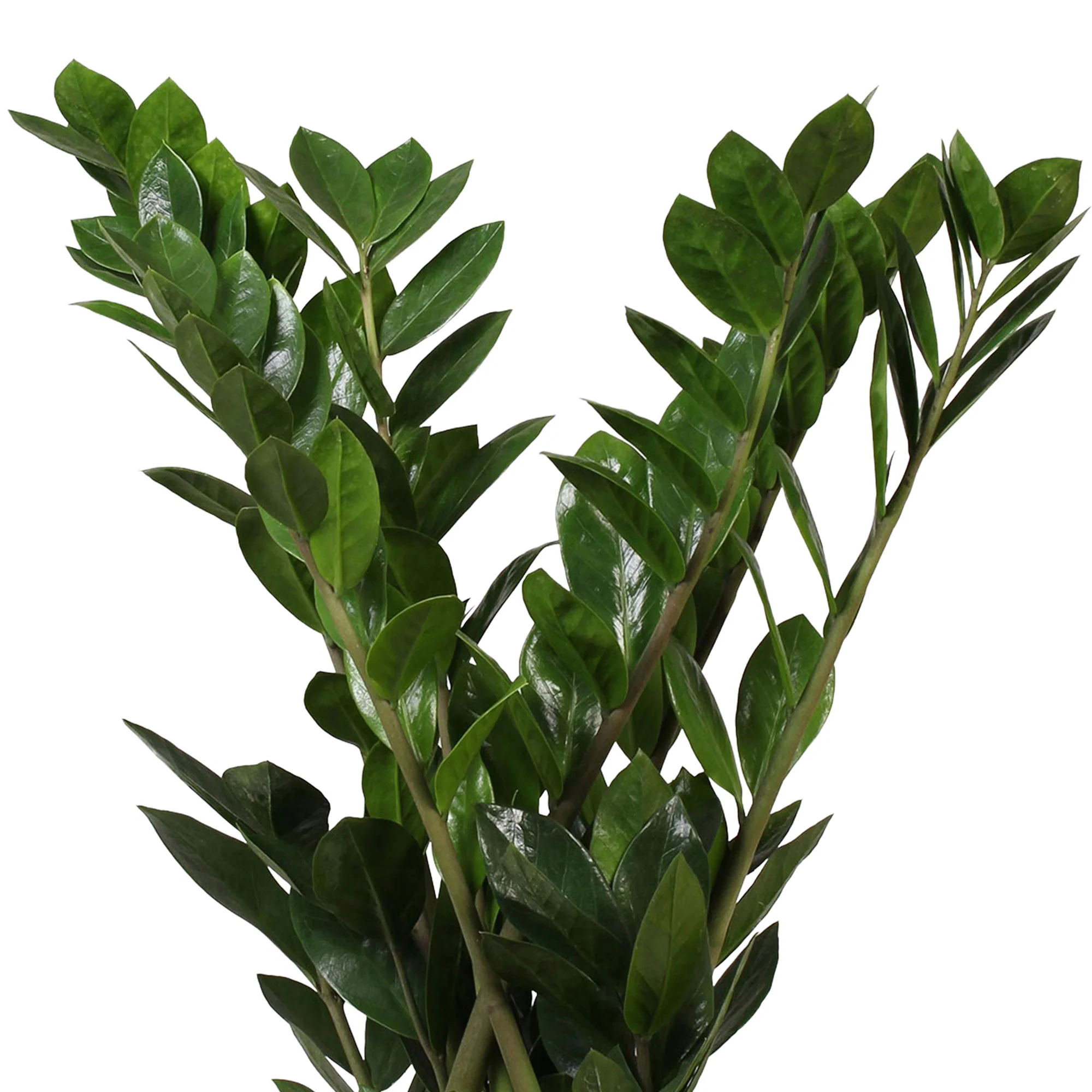 Plante ZZ Zamioculcas zamiifolia avec panier en osier naturel - Image 3