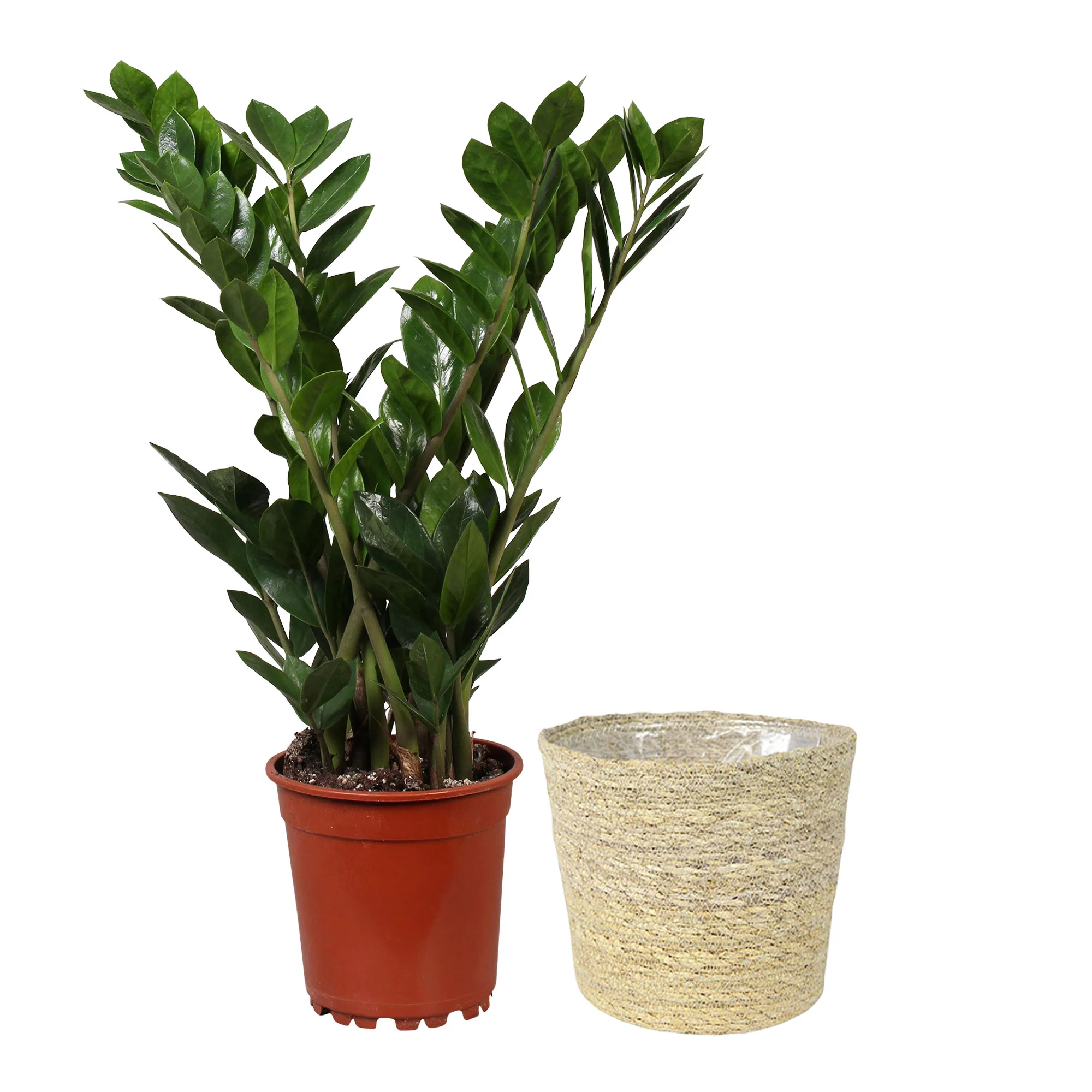 Plante ZZ Zamioculcas zamiifolia avec panier en osier naturel - Image 5