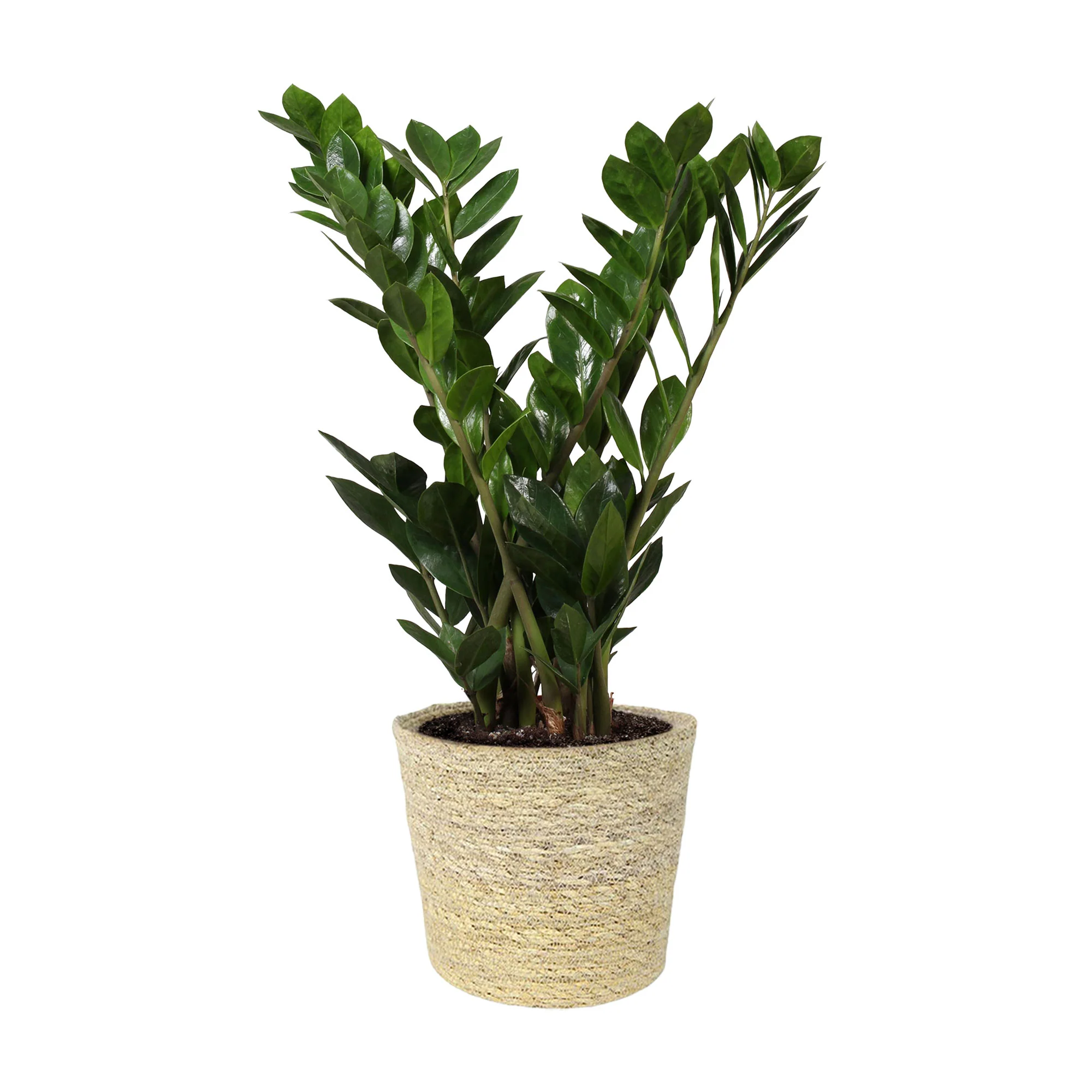 Plante ZZ Zamioculcas zamiifolia avec panier en osier naturel - Image 6