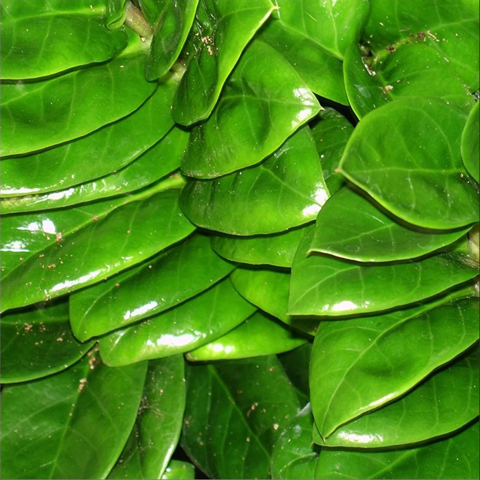 Plante ZZ Zamioculcas zamiifolia 'Zenzi' - Image 2