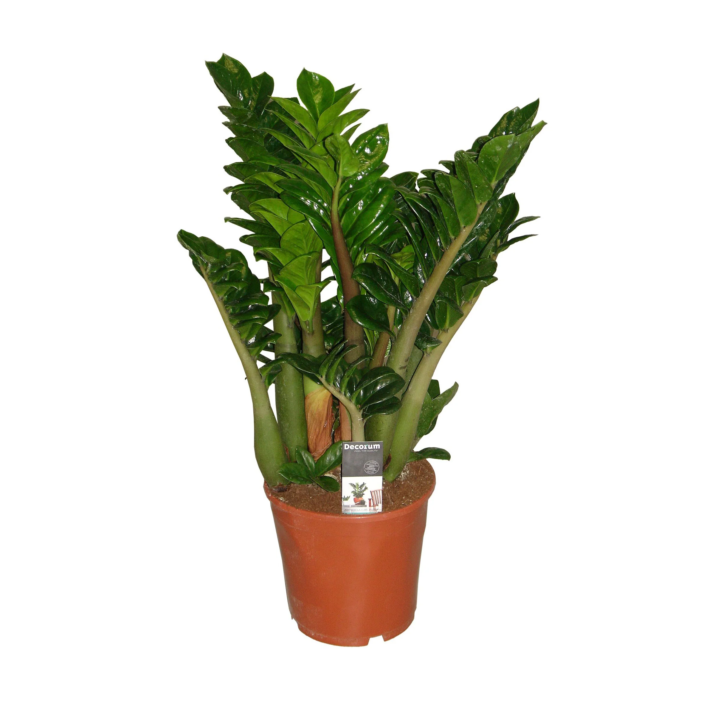 Plante ZZ Zamioculcas zamiifolia 'Zenzi' - Image 3