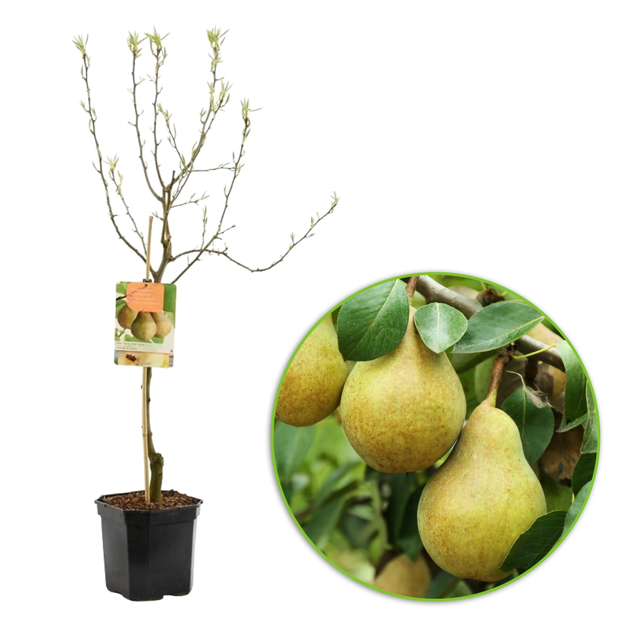 Poirier Pyrus communis 'Doyenne Du Comice' - Bio - Image 2