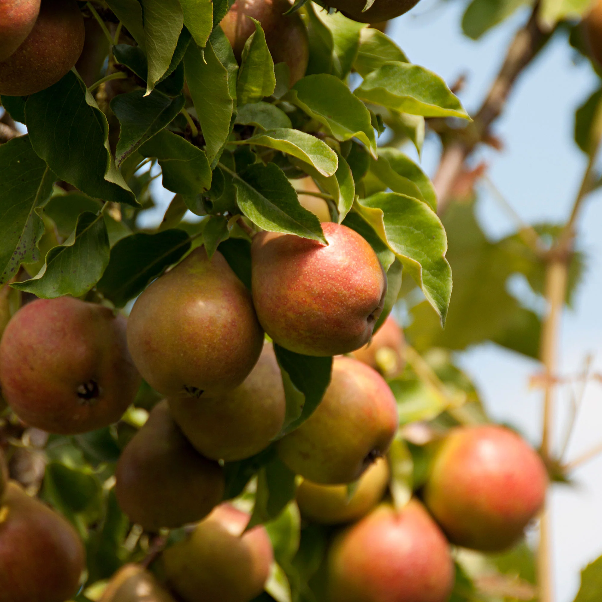 Poirier Pyrus communis 'Gieser Wildeman' Blanc-Vert - Bio