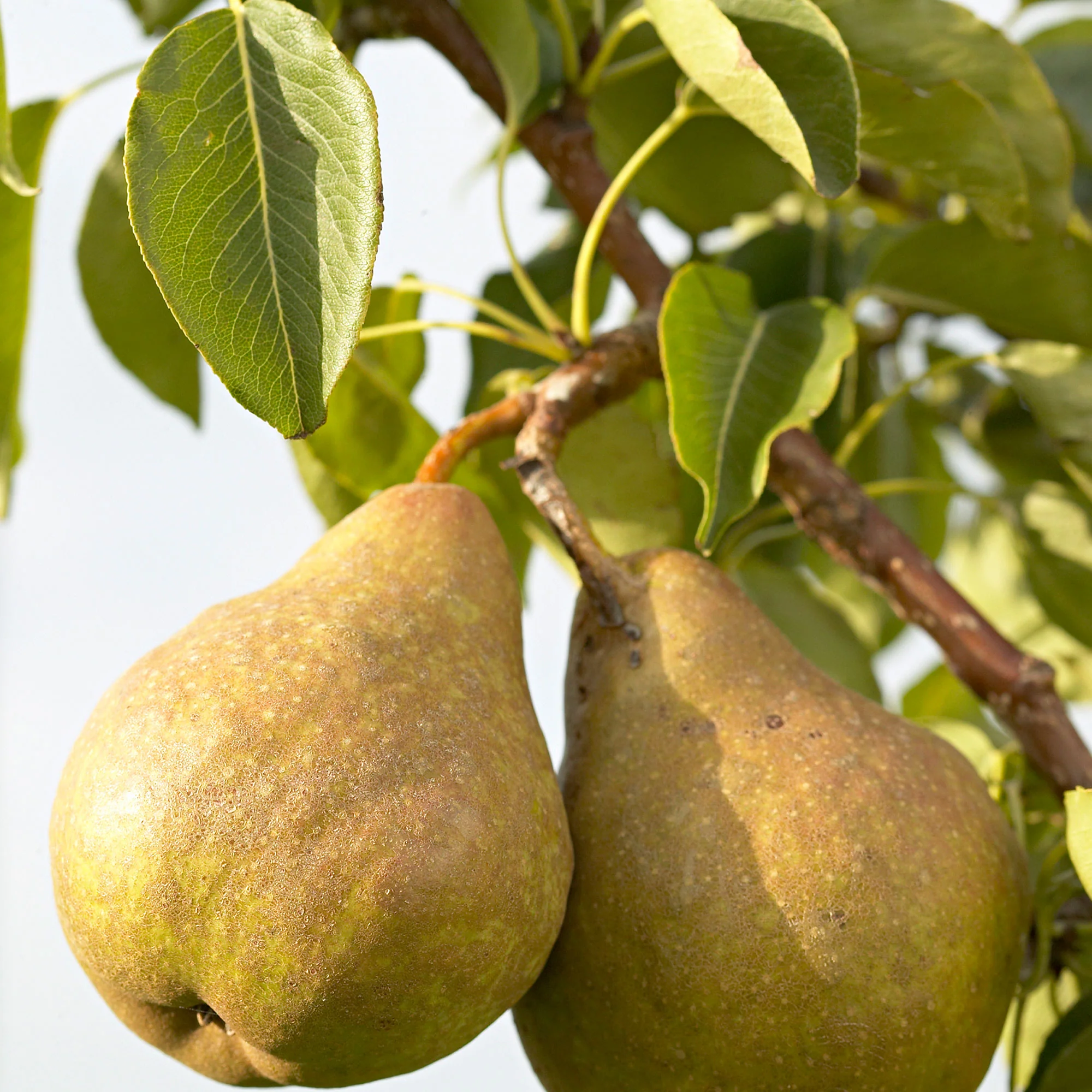 Poirier Pyrus communis 'Gieser Wildeman' Blanc-Vert - Bio - Image 2